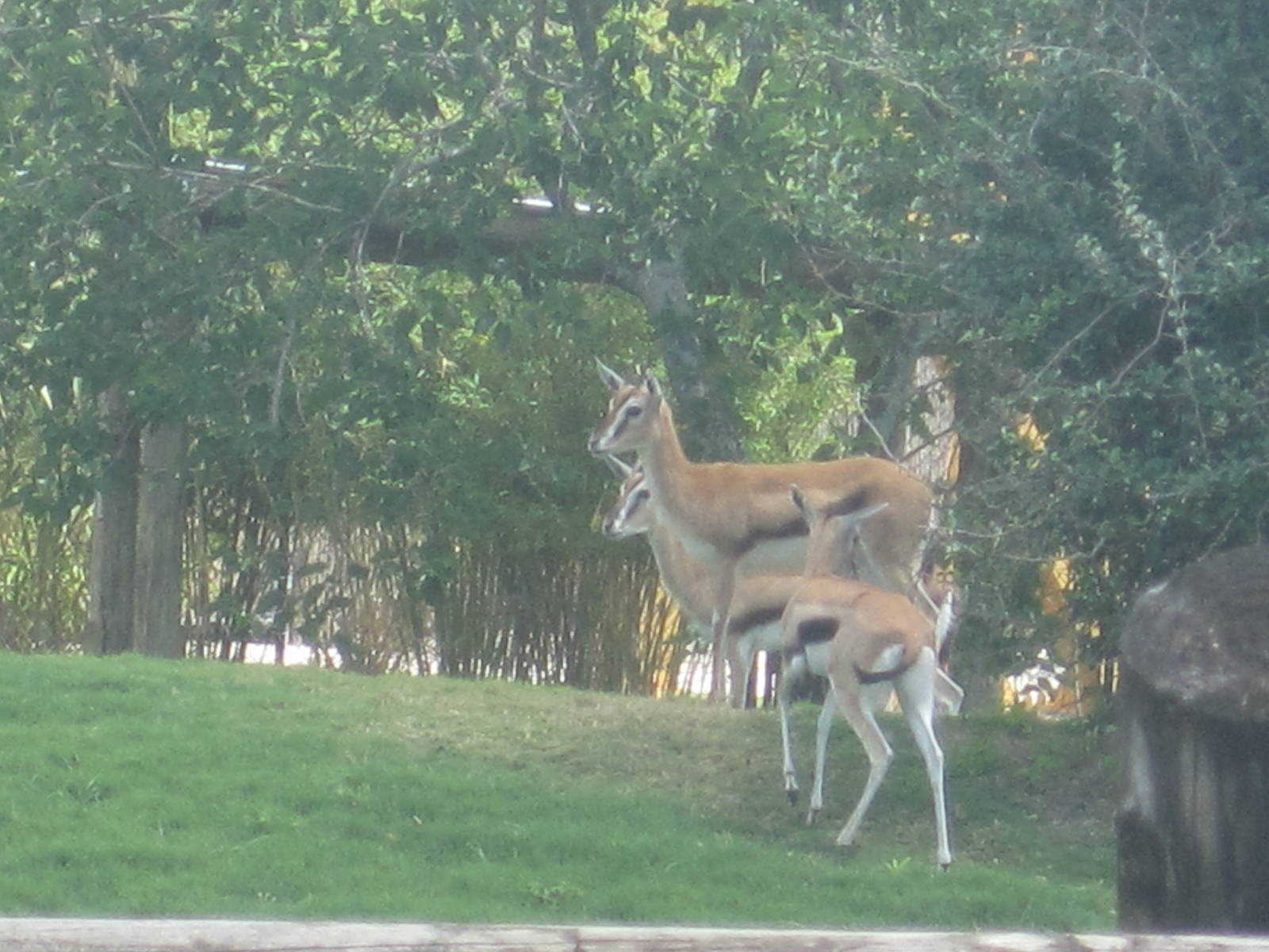 Serengeti Plain- Thomson's Gazelle