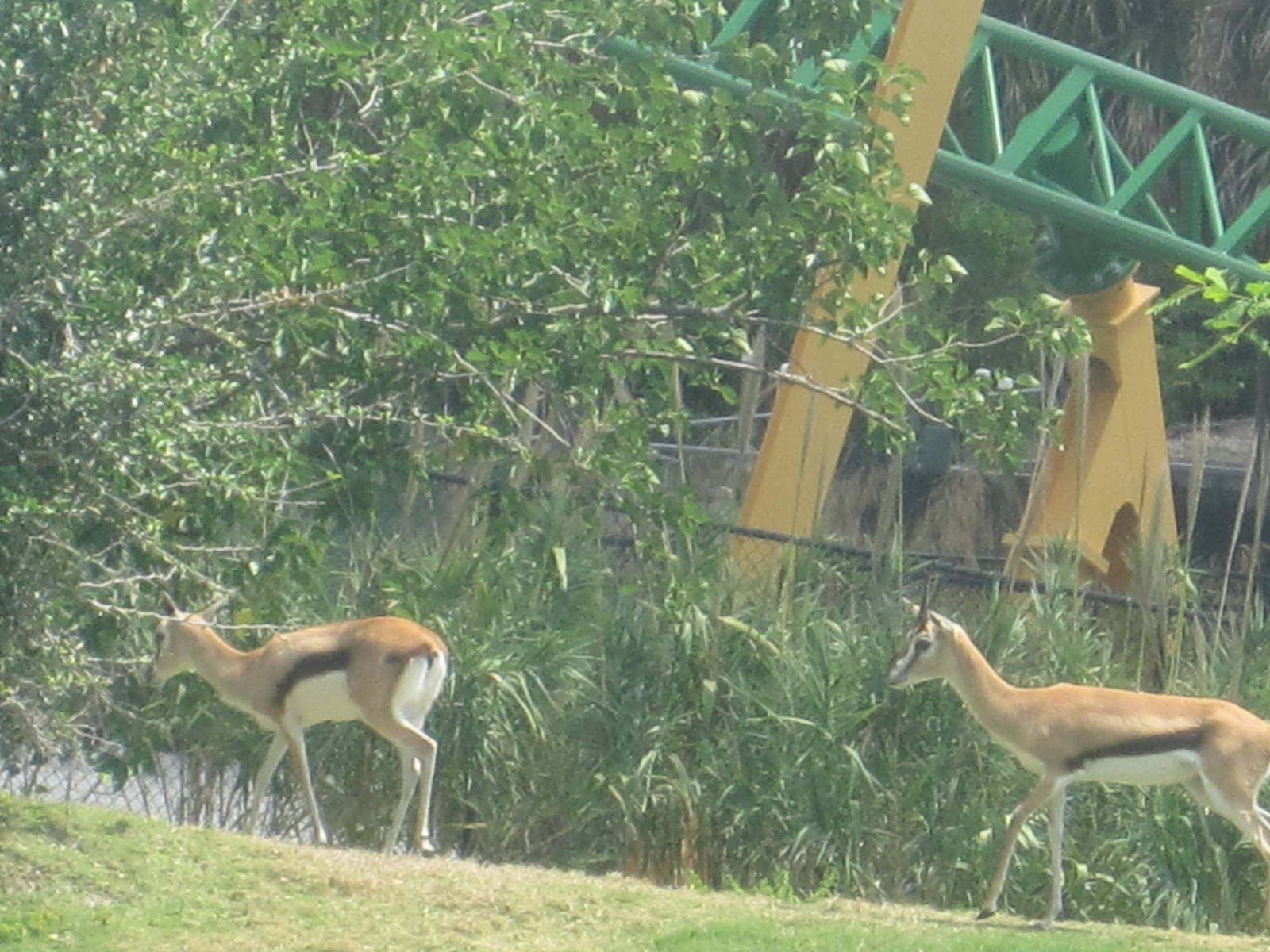 Serengeti Plain- Thomson's Gazelle