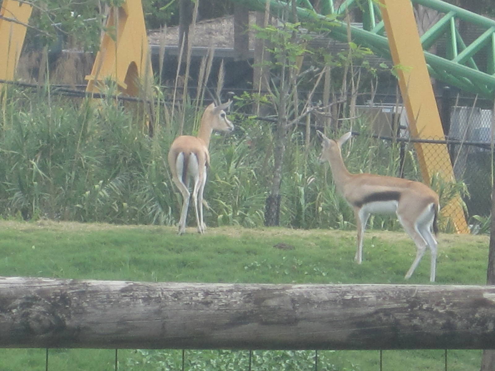 Serengeti Plain- Thomson's Gazelles