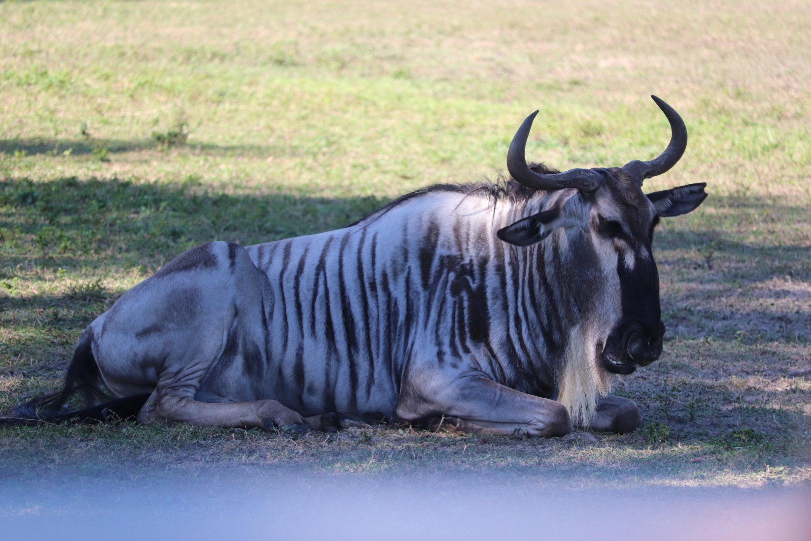 Serengeti Plain - White-Bearded Wildebeast