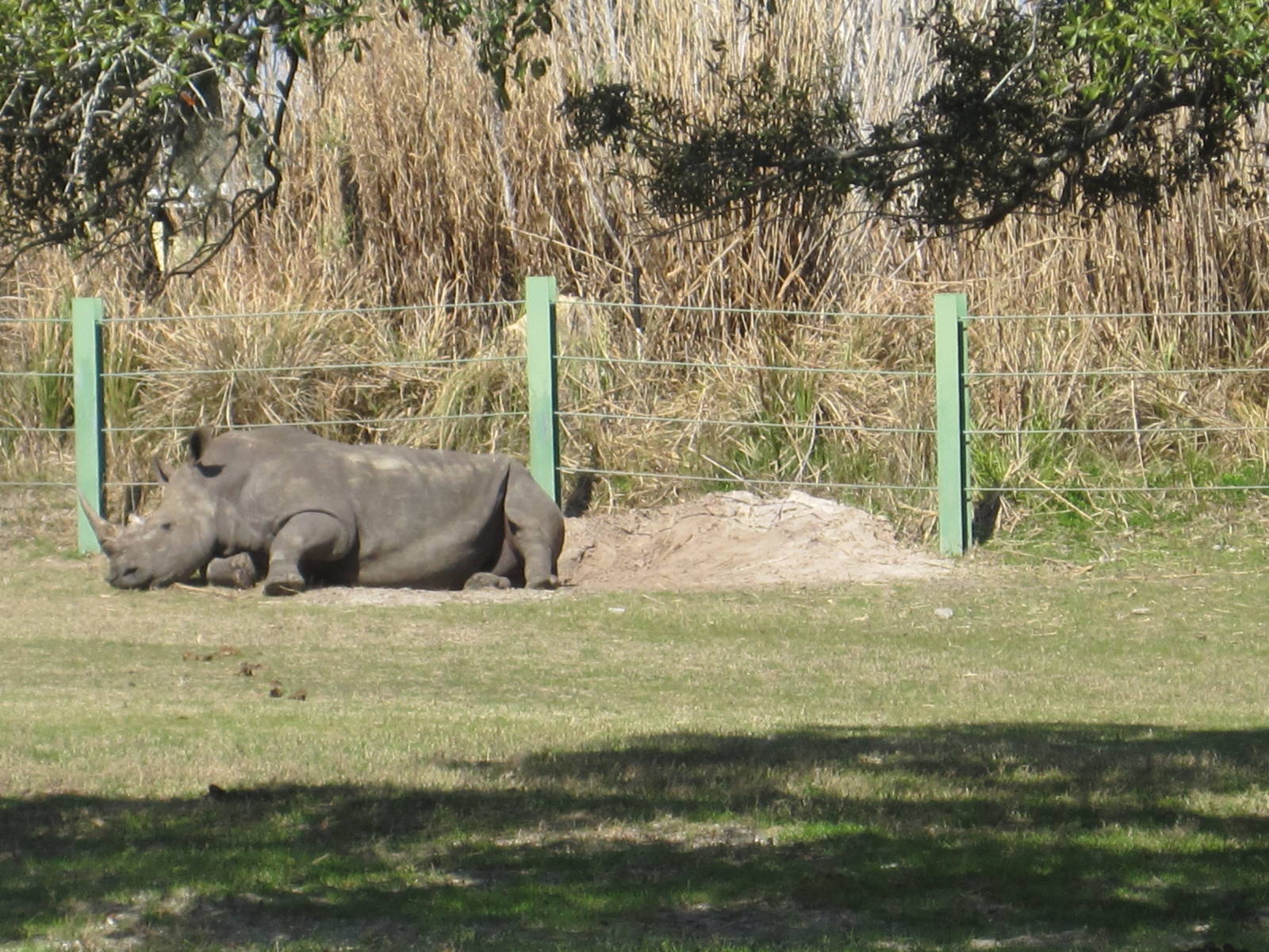 Serengeti Plain- White Rhinoceros