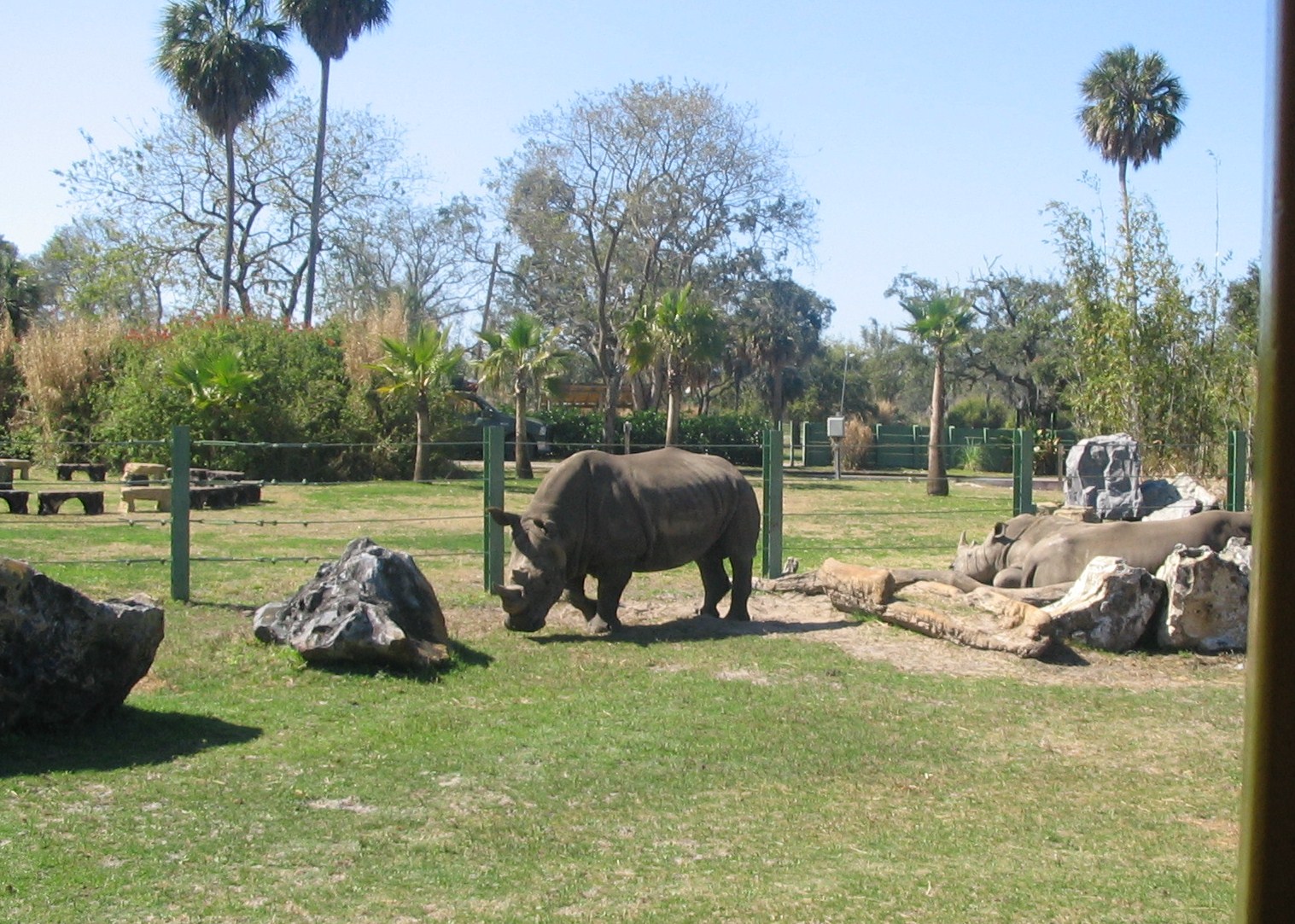 Serengeti Plain- White Rhinos