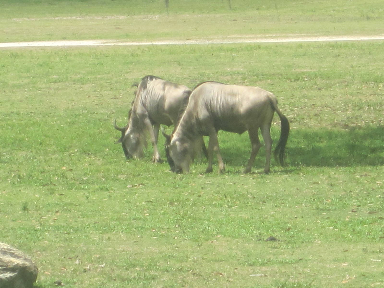 Serengeti Plain- Wildebeest