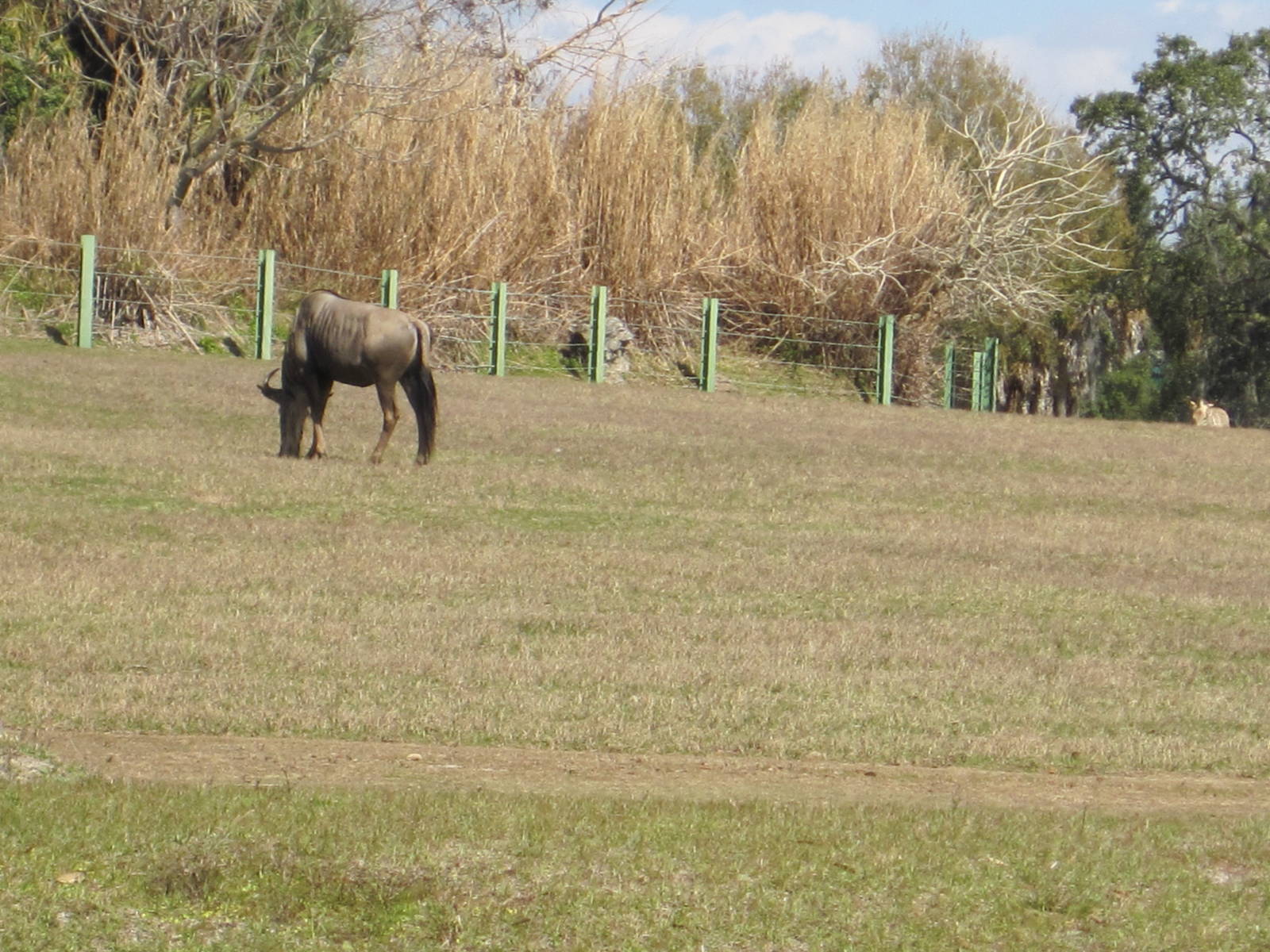 Serengeti Plain- Wildebeest