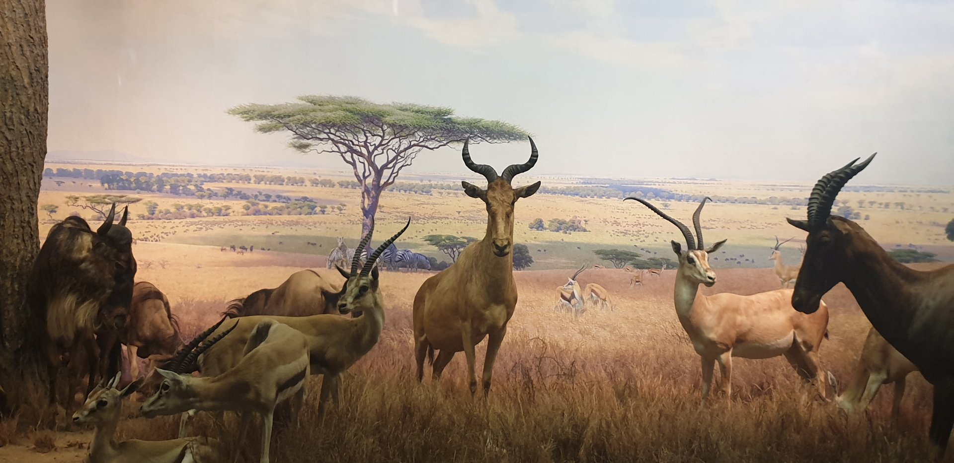 Serengeti Plains Centre