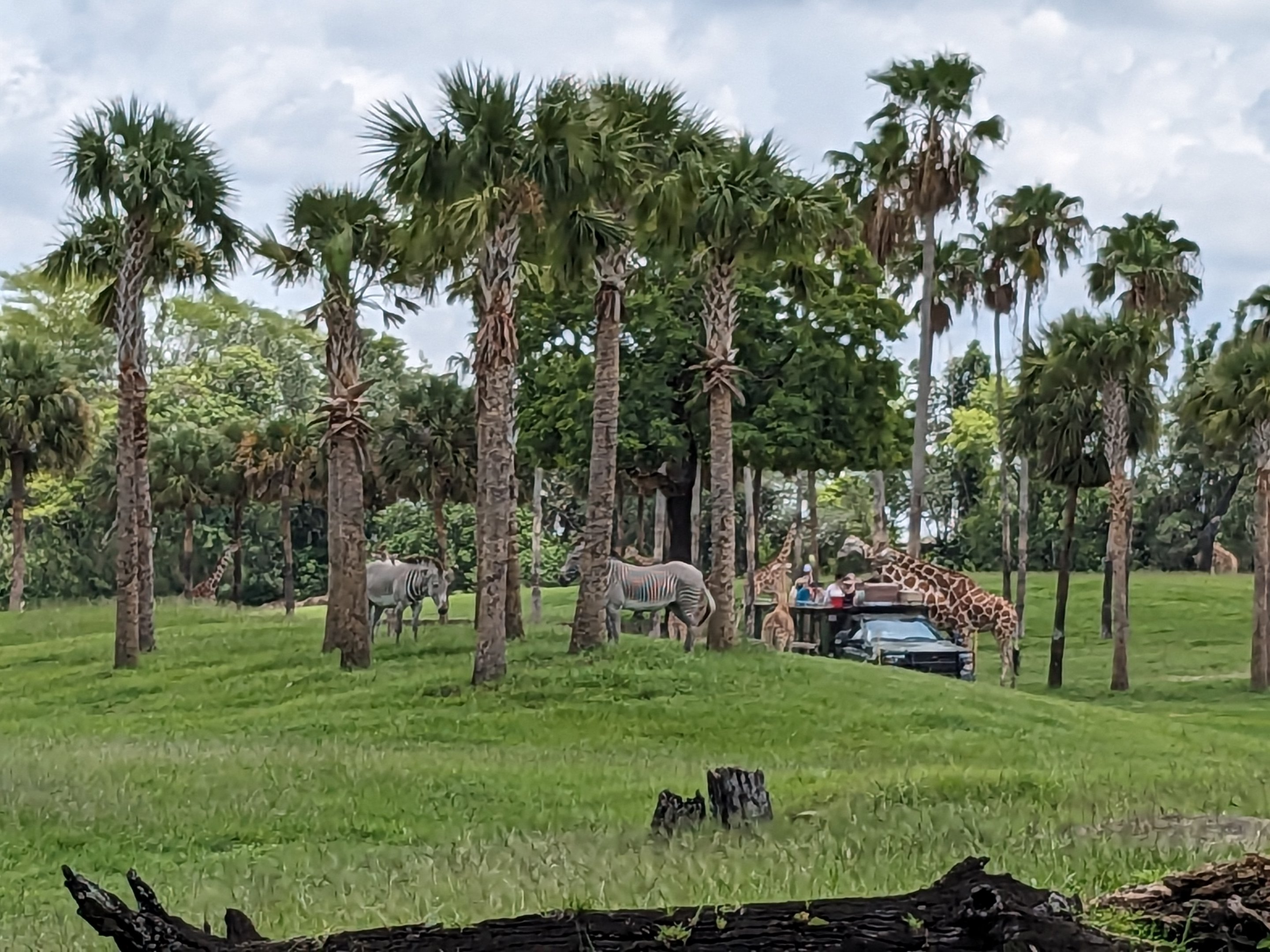 Serengeti Plains (from Edge of Africa) - Grevys Zebra and Giraffe