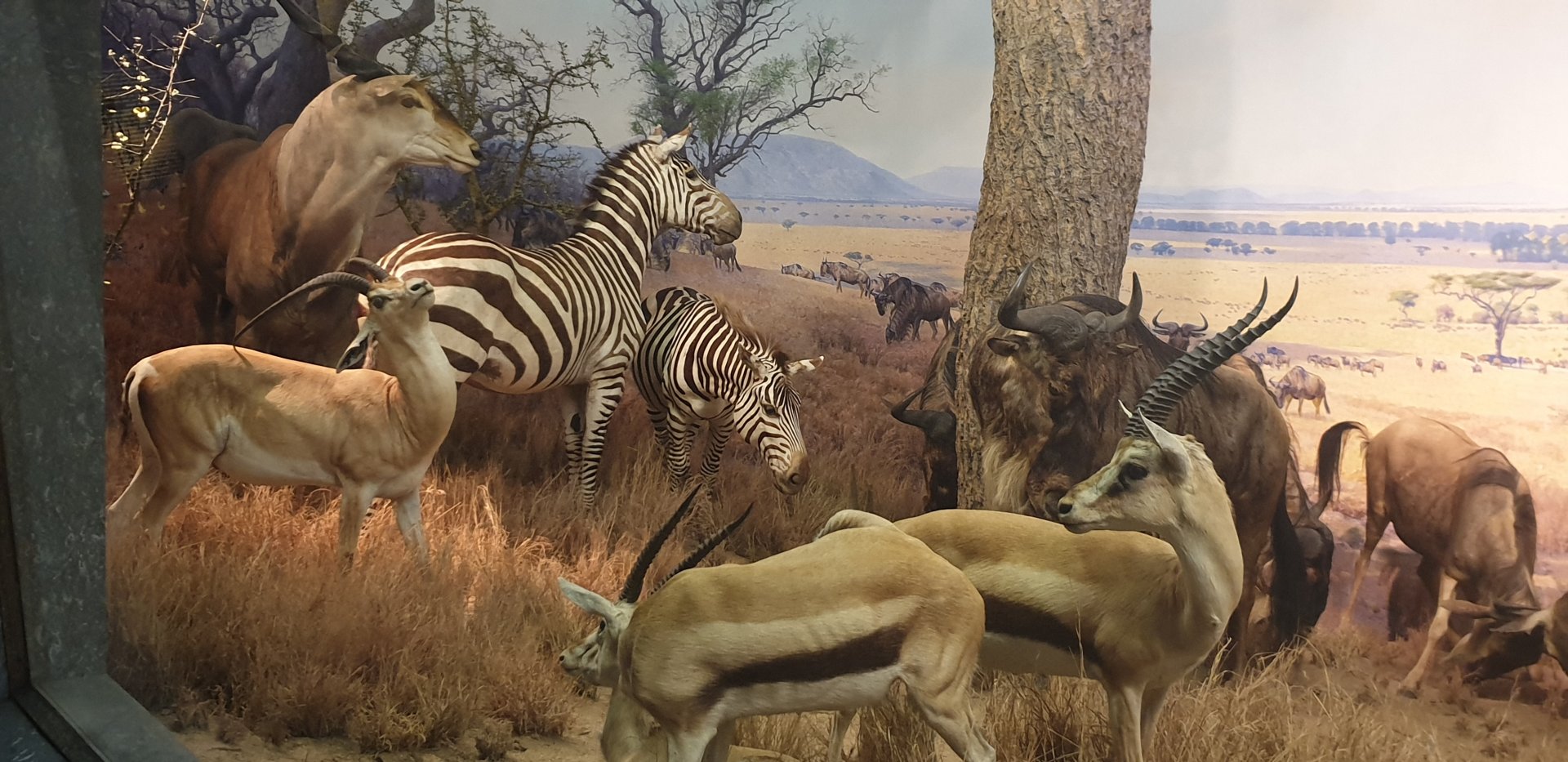 Serengeti Plains Left