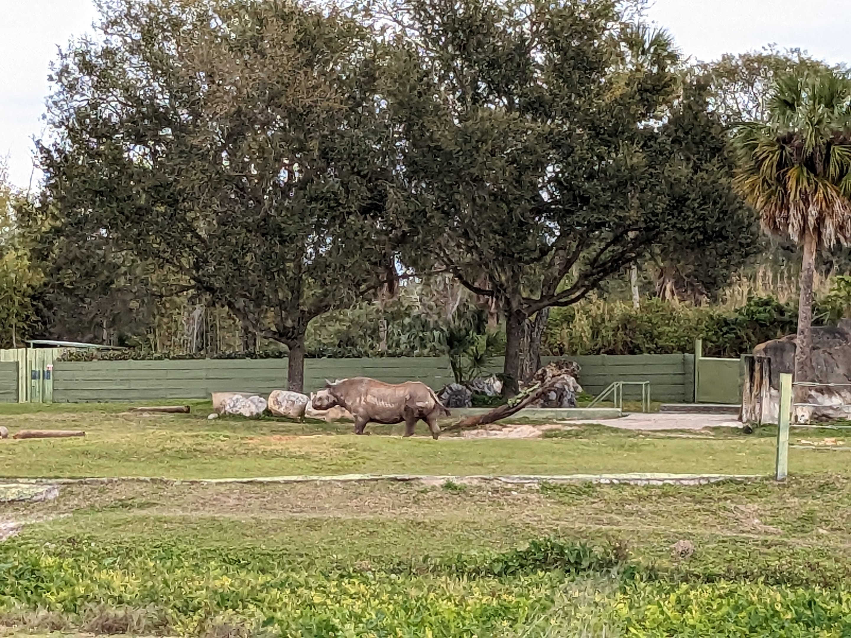 Serengeti Plains (train ride) - Black rhino