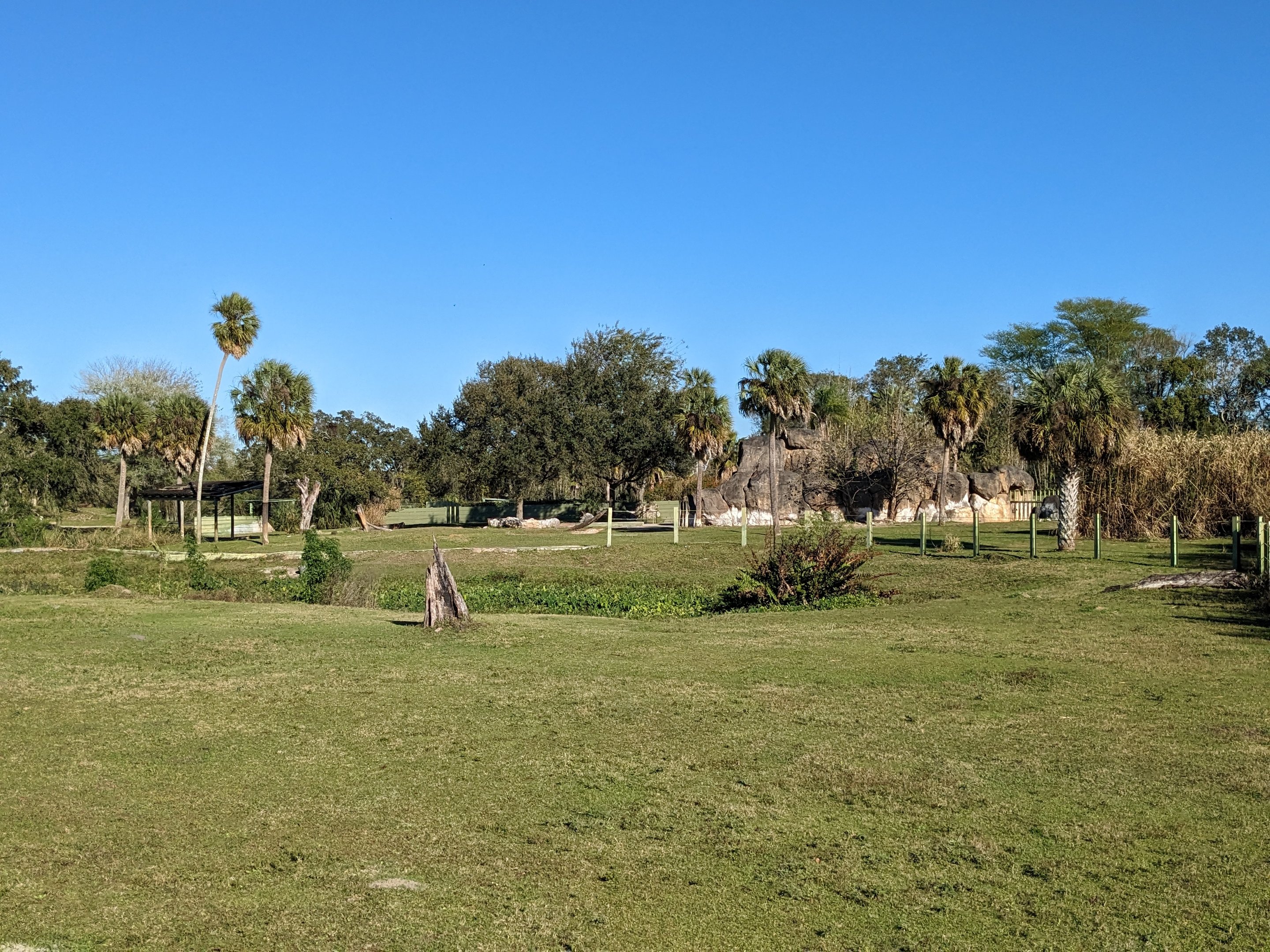 Serengeti Plains (train ride) - Black rhinoceros habitat
