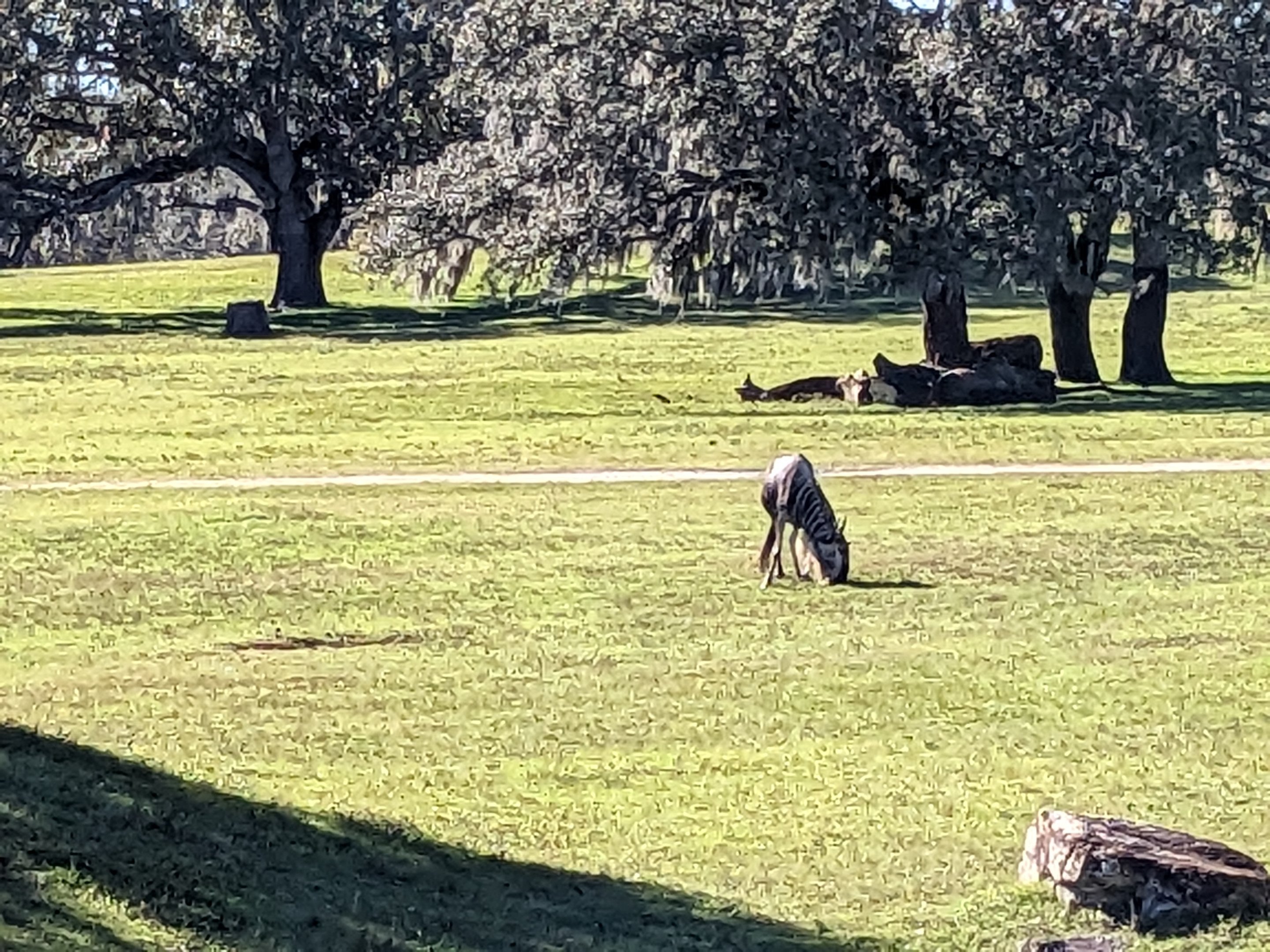 Serengeti Plains (train ride) - Blue Wildebeest