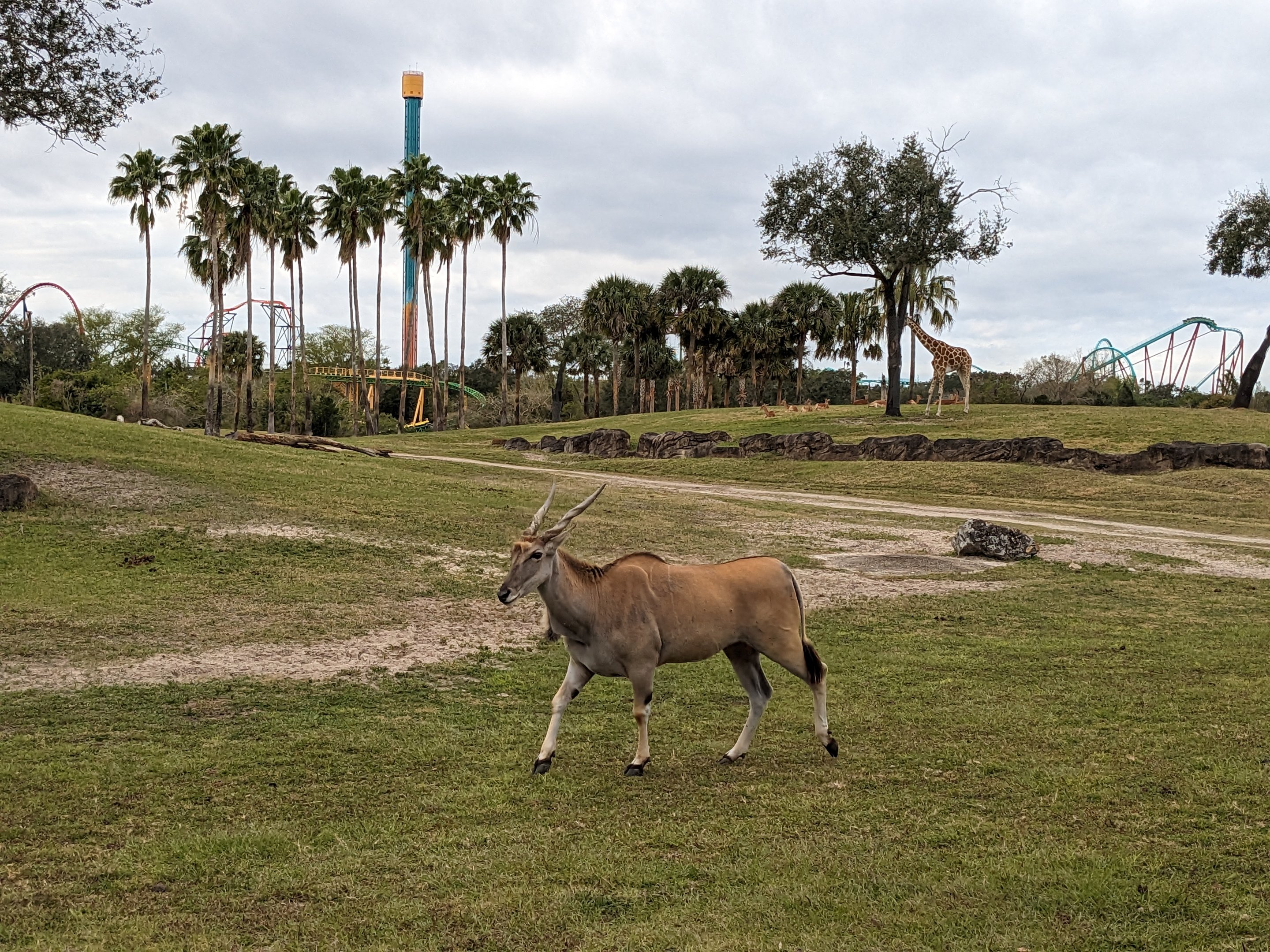 Serengeti Plains (train ride) - Eland
