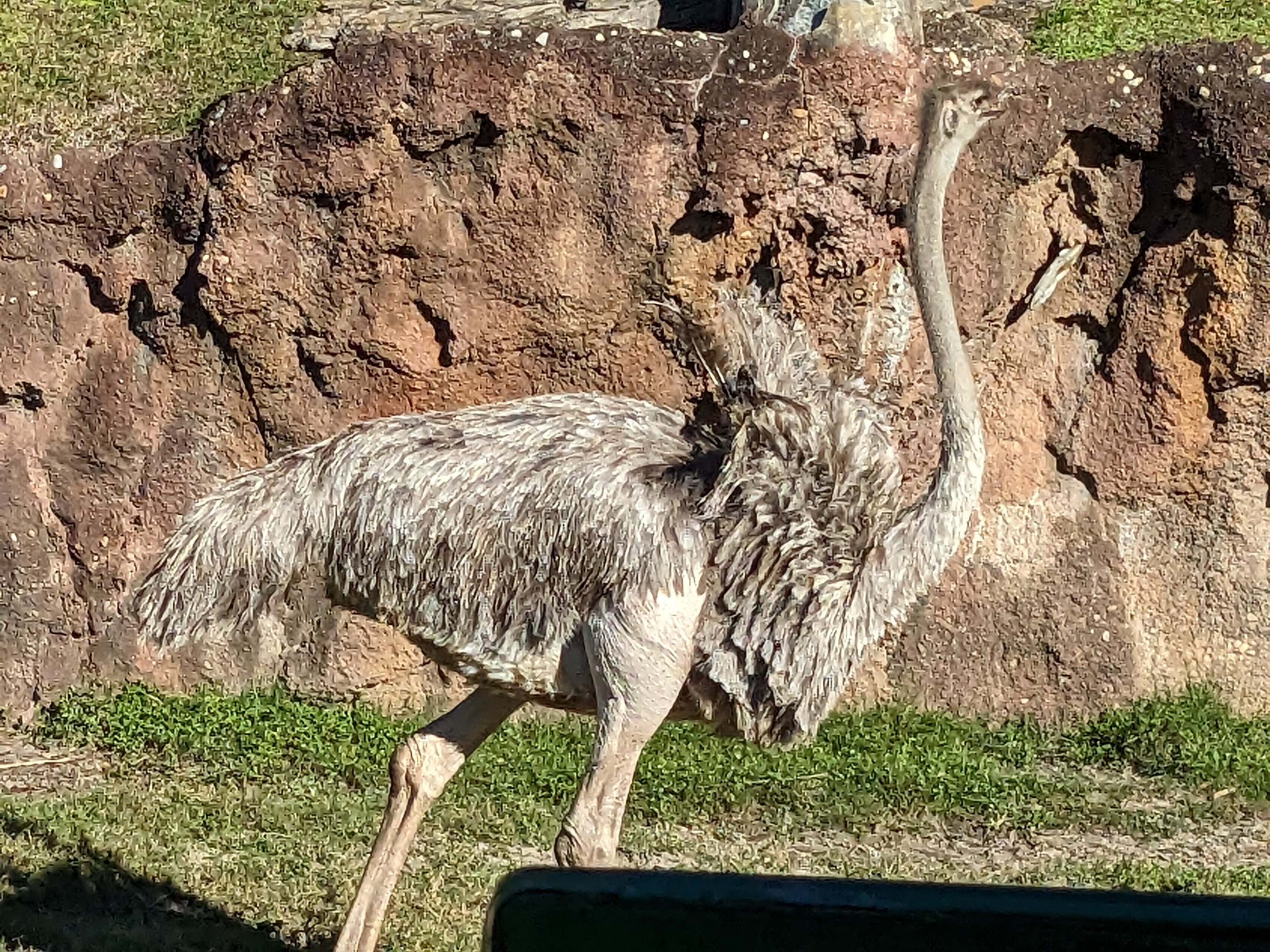Serengeti Plains (train ride) - female red-necked ostrich