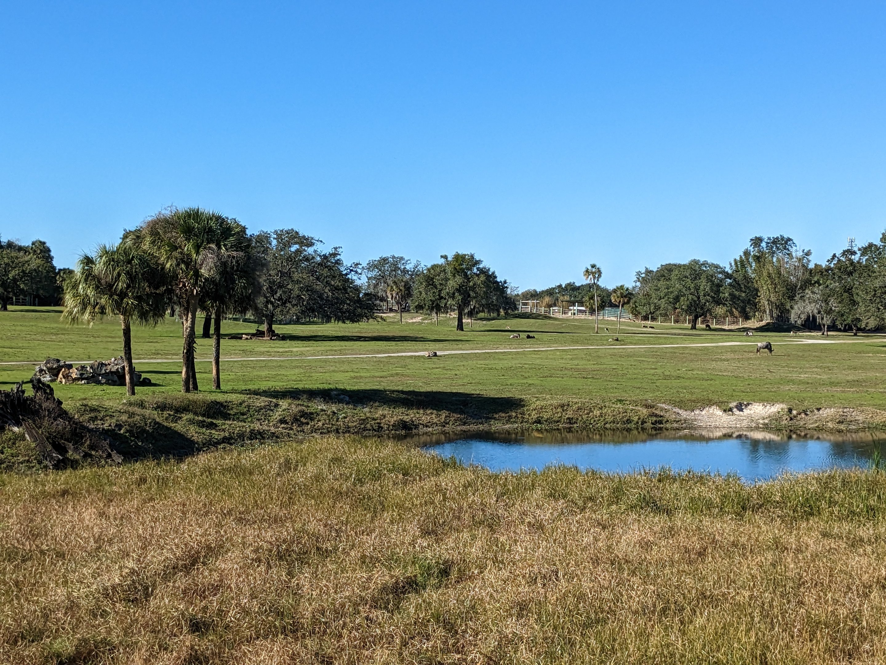 Serengeti Plains (train ride) -  overview of plains