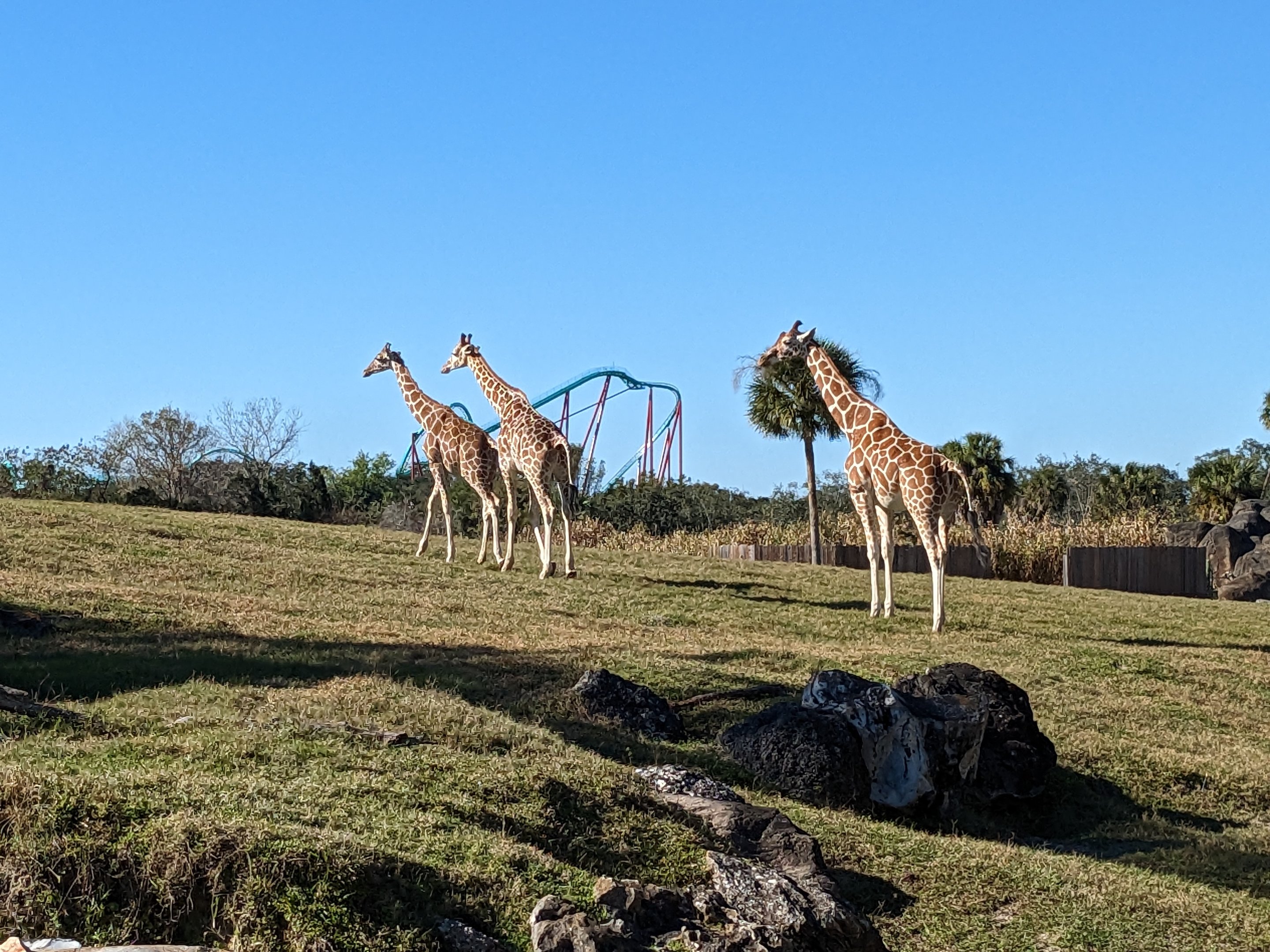 Serengeti Plains (train ride) - "reticulated" giraffe