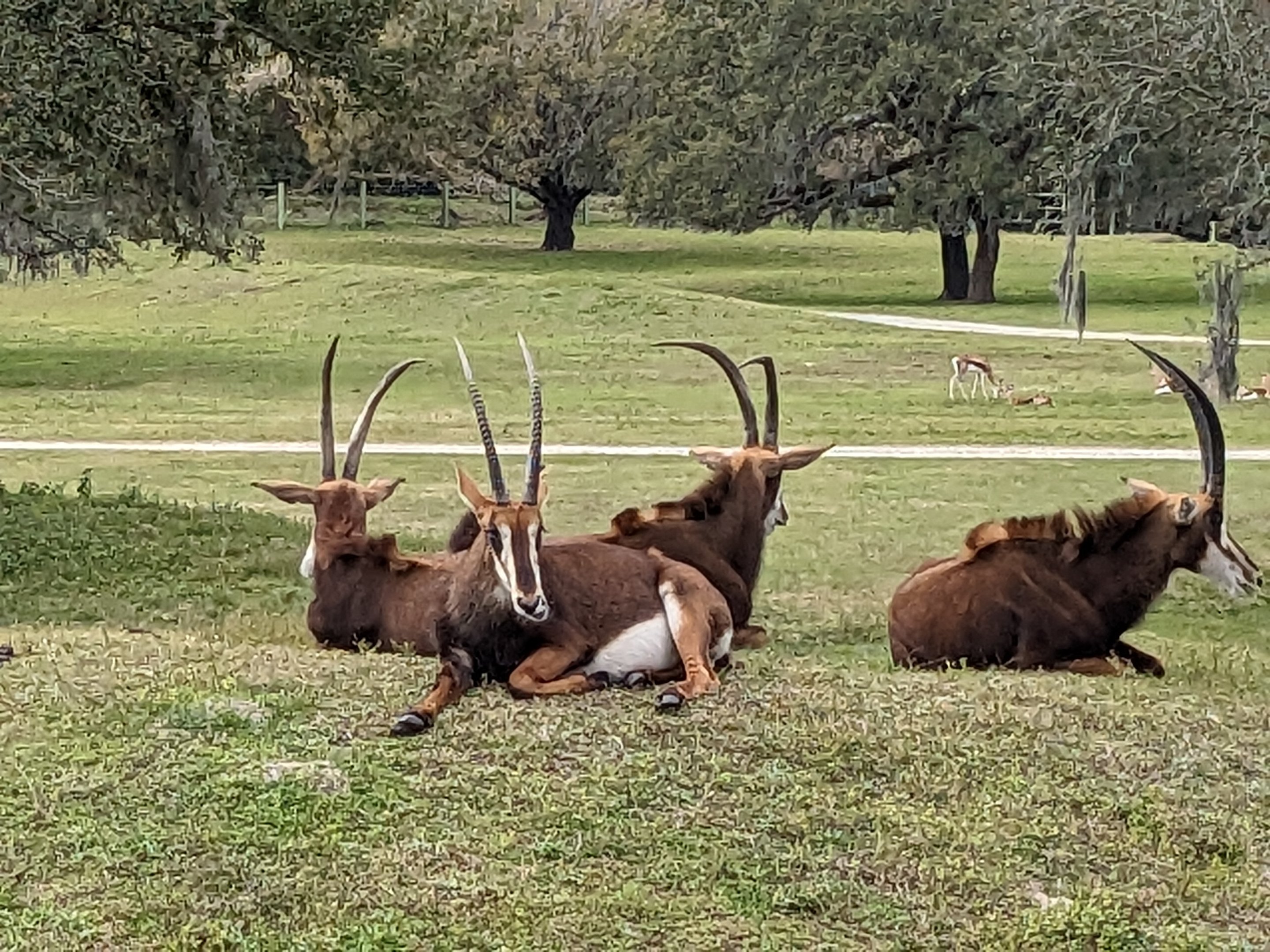 Serengeti Plains (train ride) - sable antelope