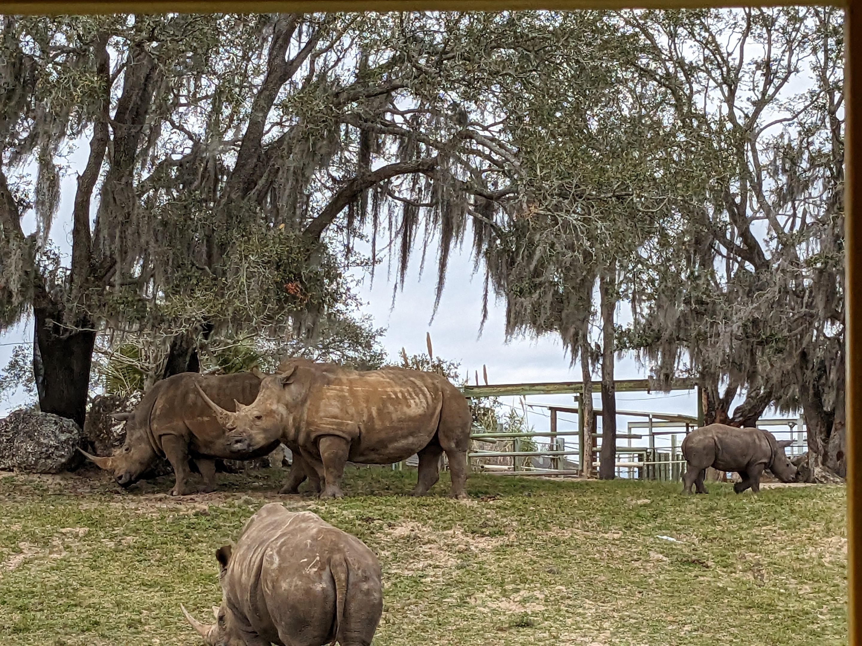 Serengeti Plains (train ride) - White rhino