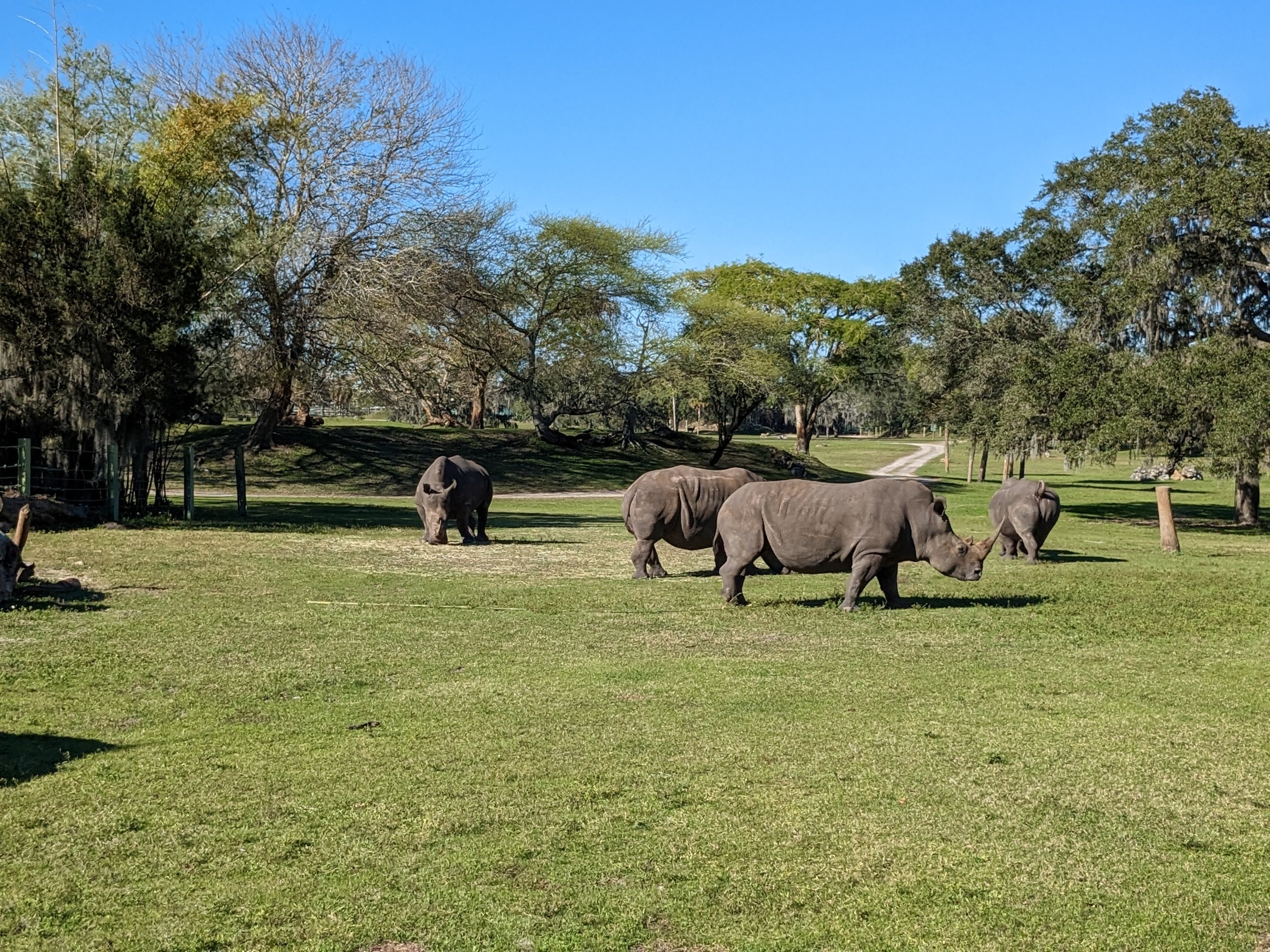 Serengeti Plains (train ride) - white rhinoceros