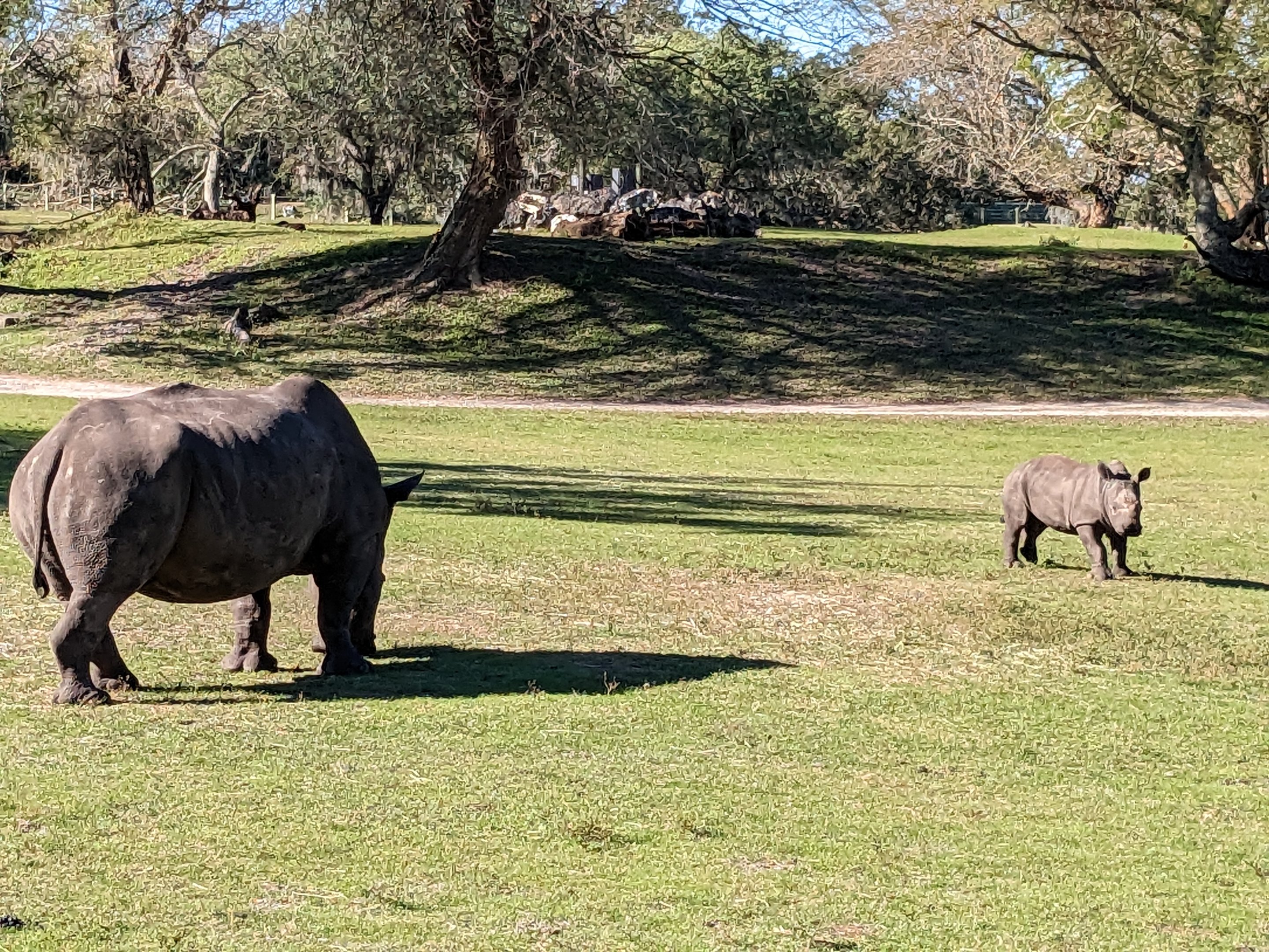 Serengeti Plains (train ride) - white rhinoceros