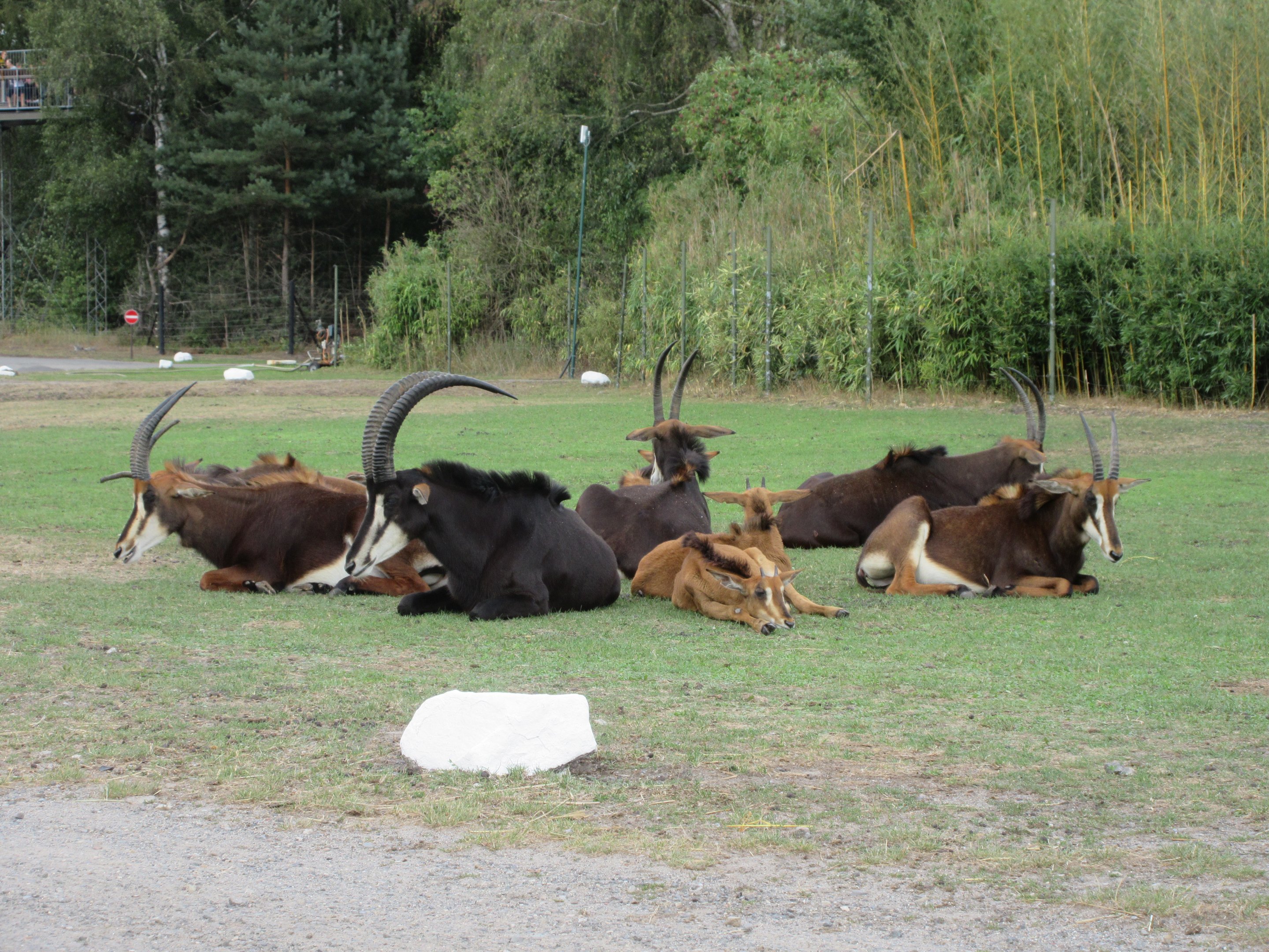 Serengeti Safari - Sable Antelope Herd