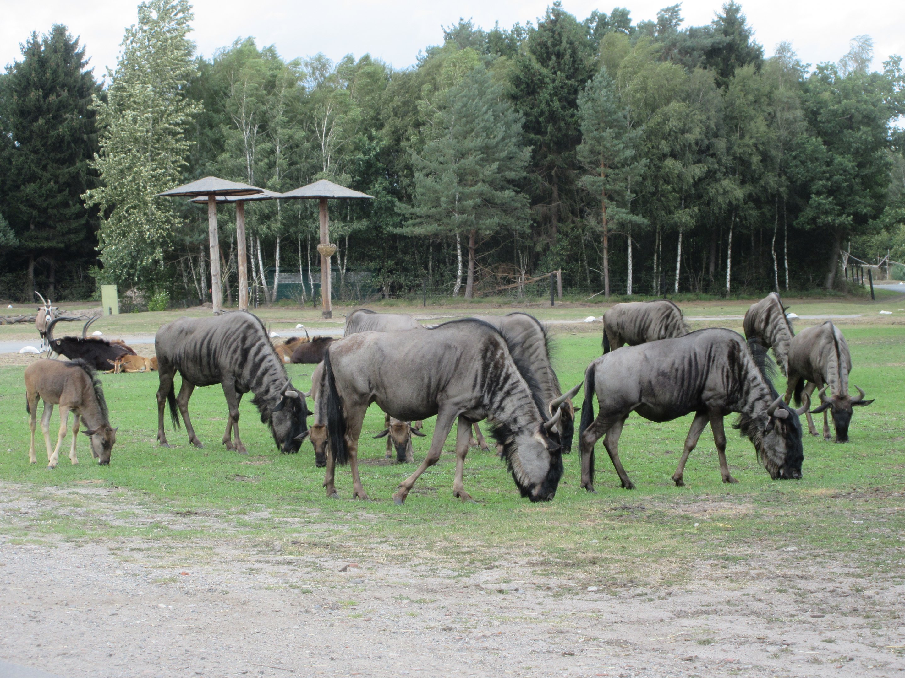 Serengeti Safari - Wildebeest Herd