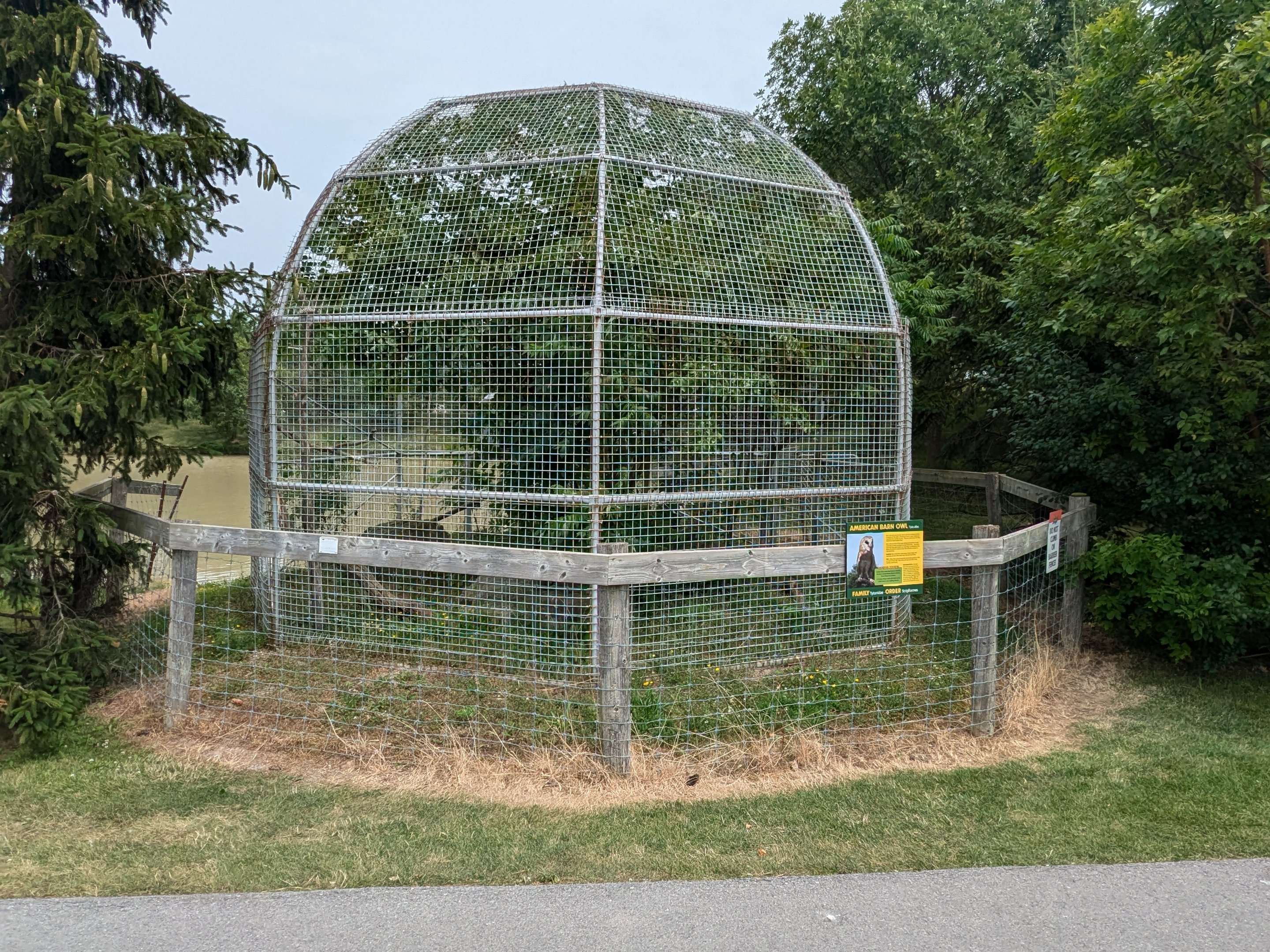 Serengeti Savana - American Barn Owl