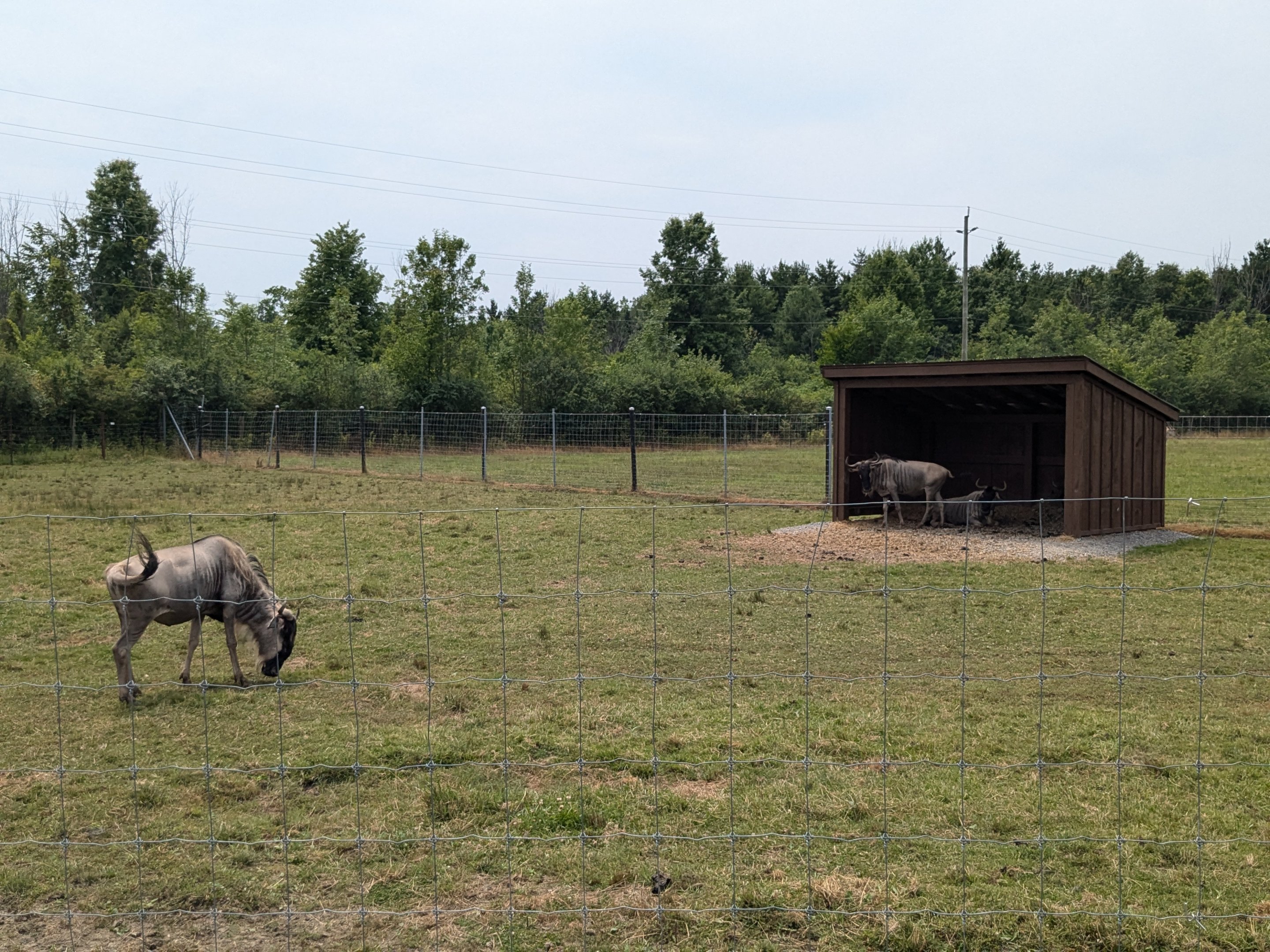 Serengeti Savana - Blue wildebeest
