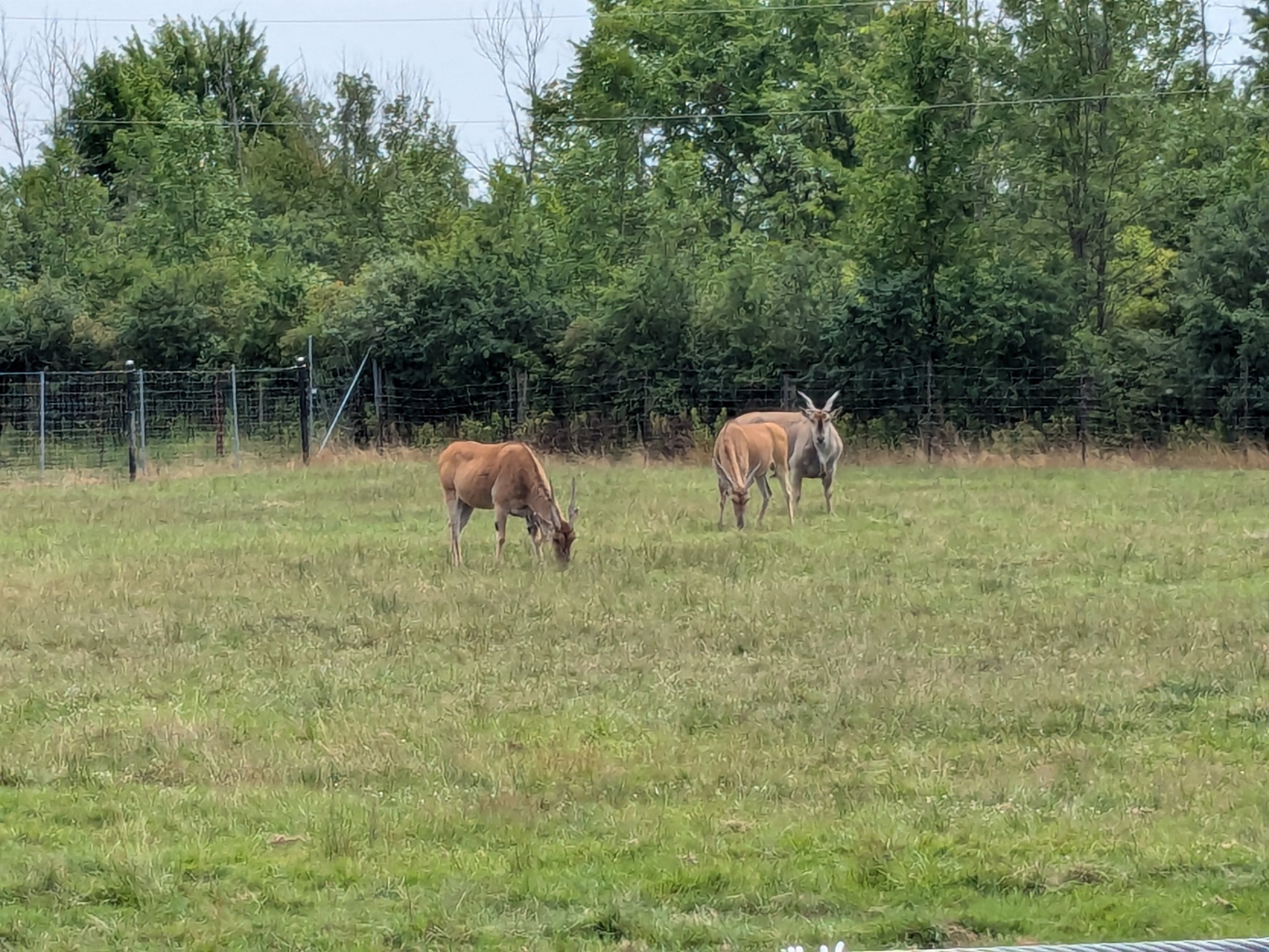 Serengeti Savana - Common eland