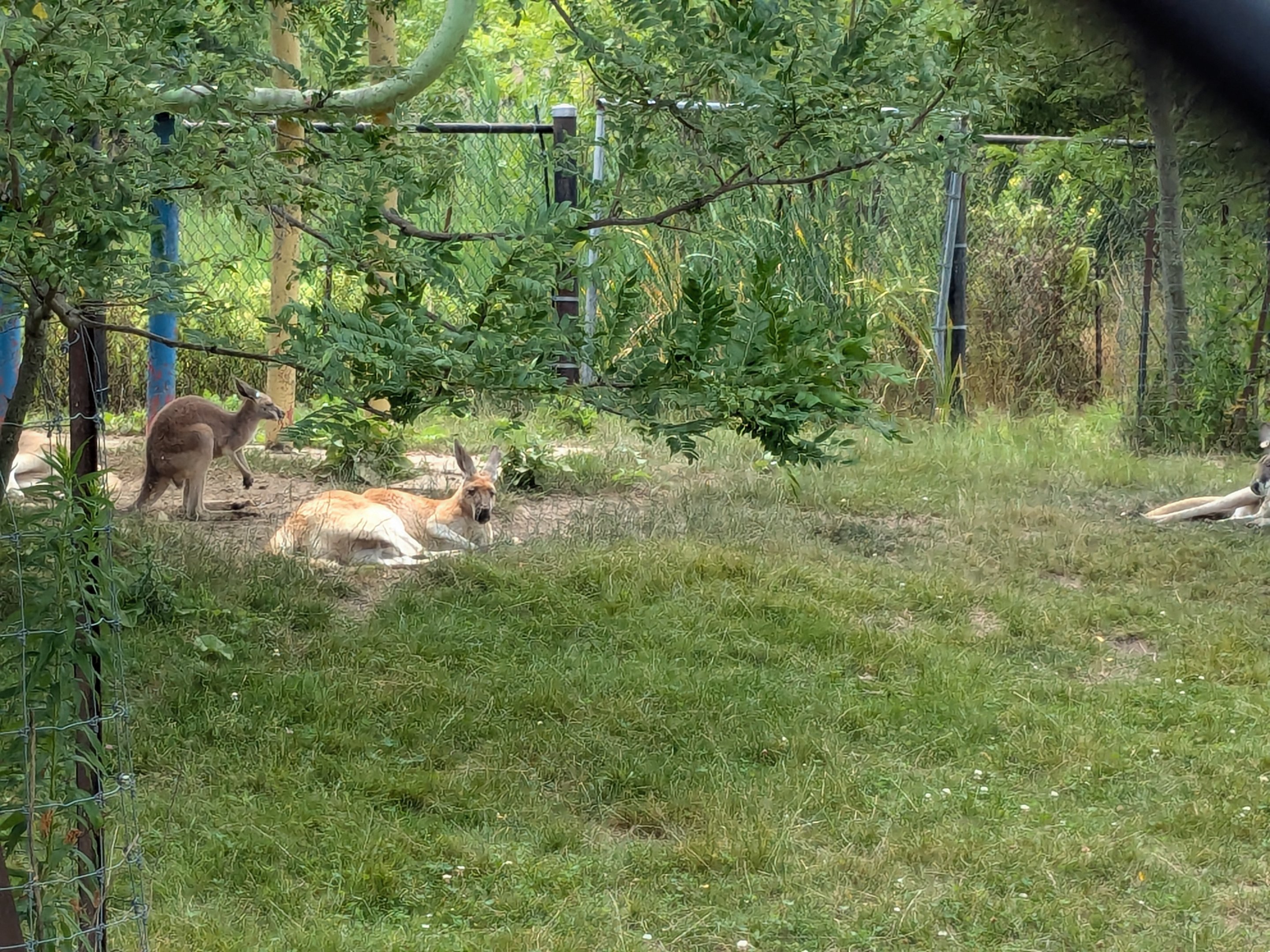 Serengeti Savana - Red kangaroo