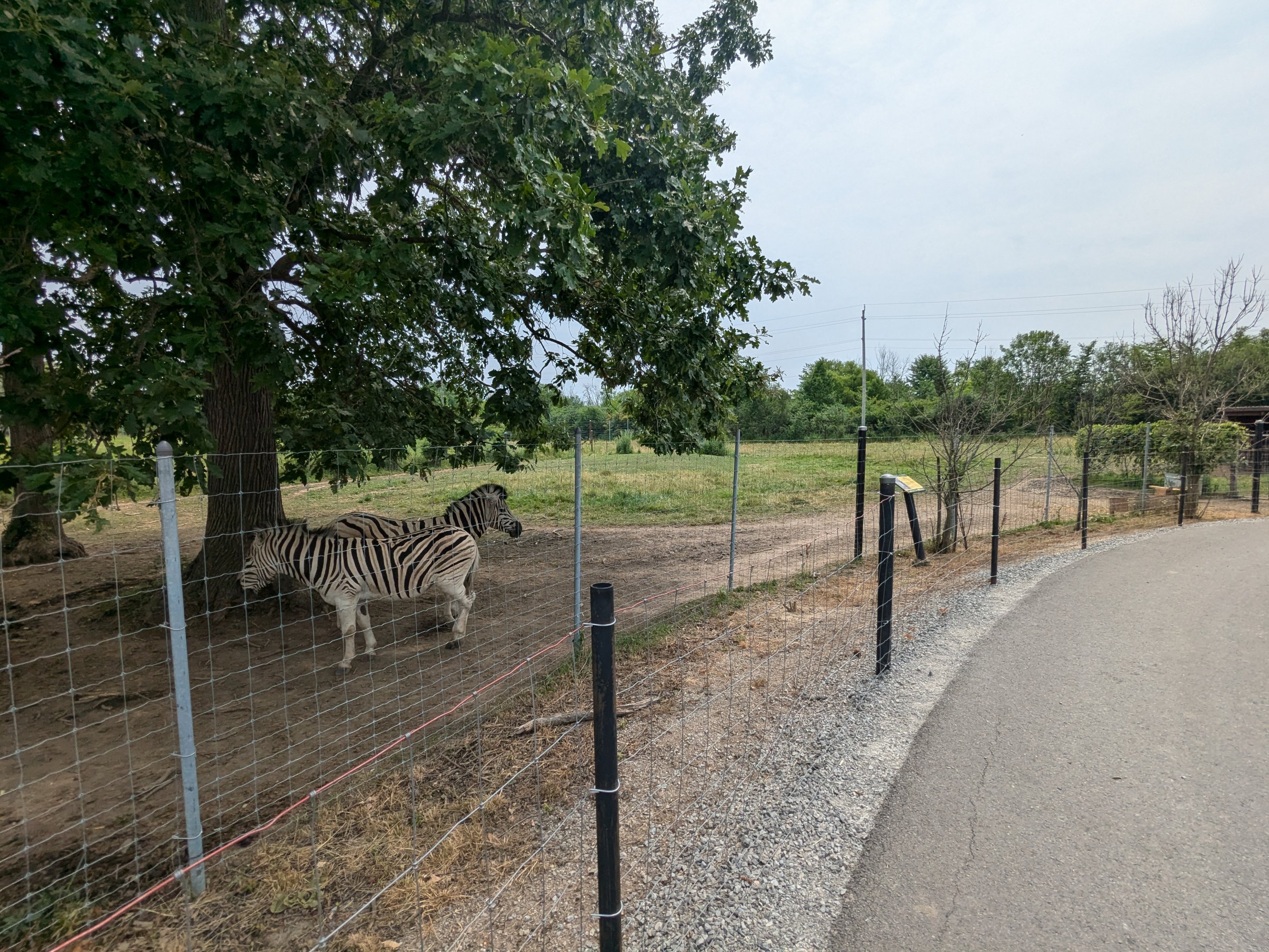 Serengeti Savana - Zebra