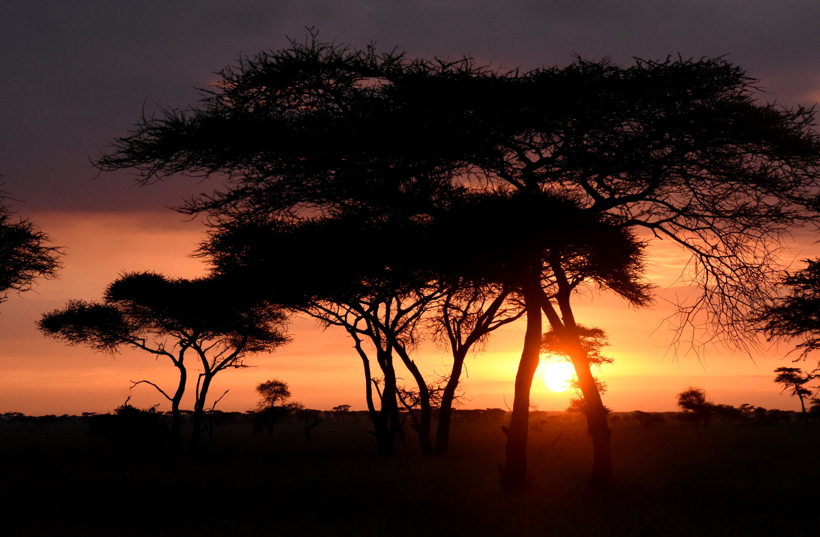 Serengeti sunrise