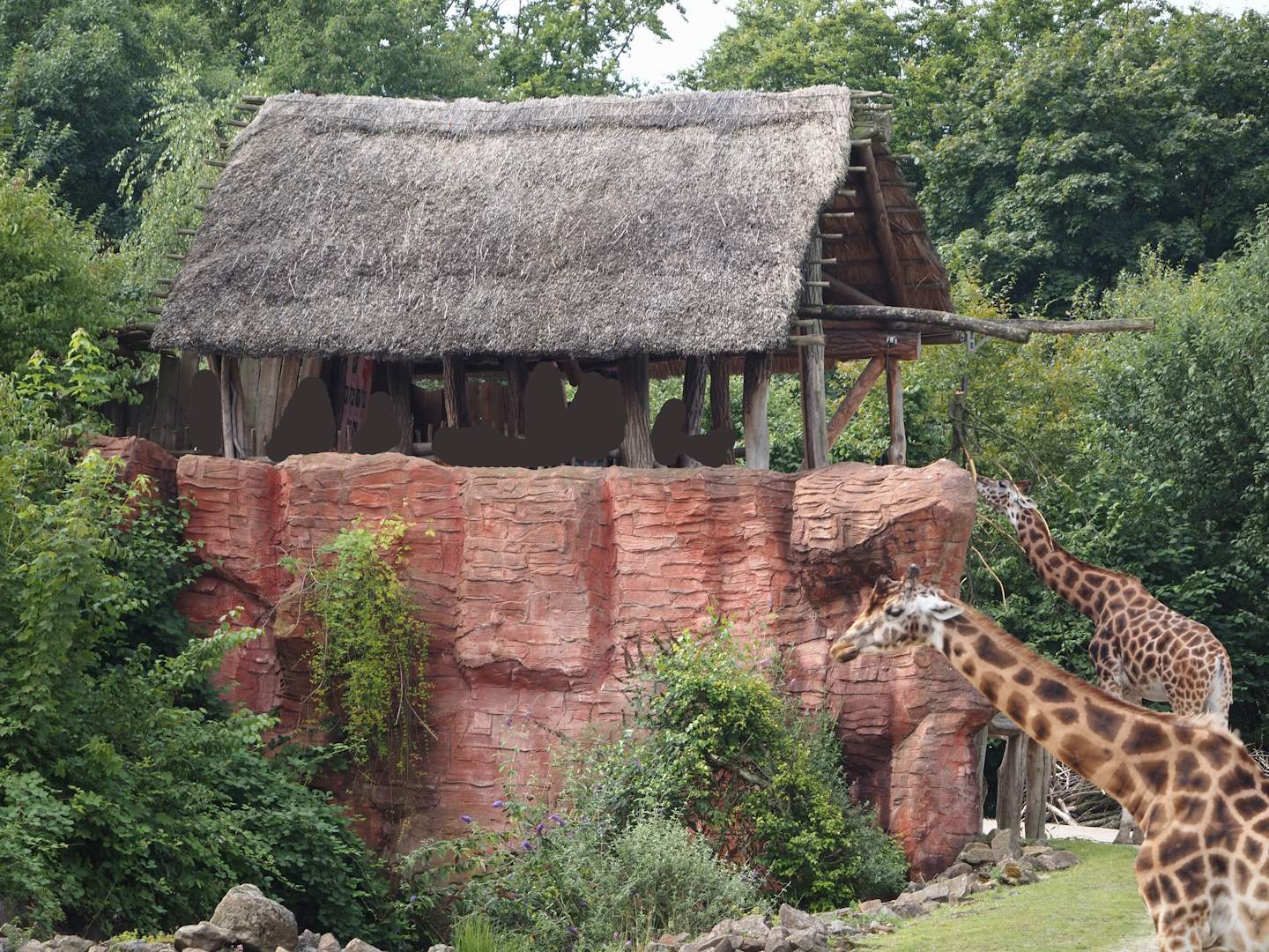Serengeti View - Viewing area for Bush/Tree savanna exhibit, 2024-08-05