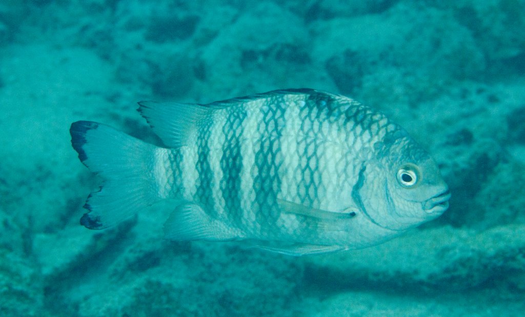 Sergeant (Abudefduf spp)