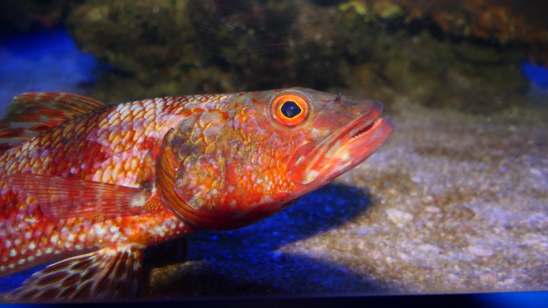 Sergeant Baker (Latropiscis purpurissatus)