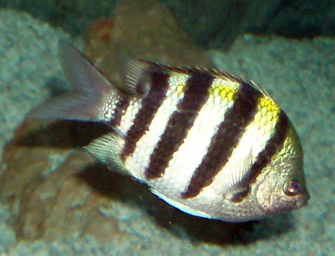 Sergeant Major (Abudefduf saxatilis)