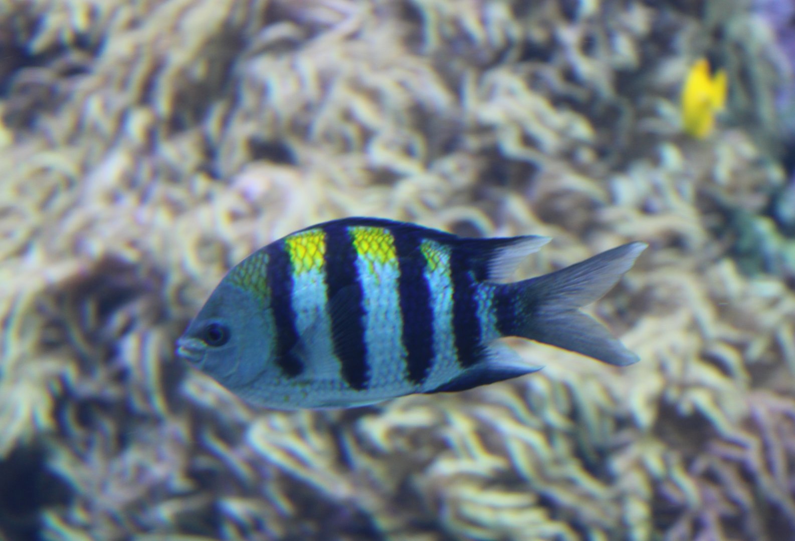 Sergeant major - Abudefduf saxatilis