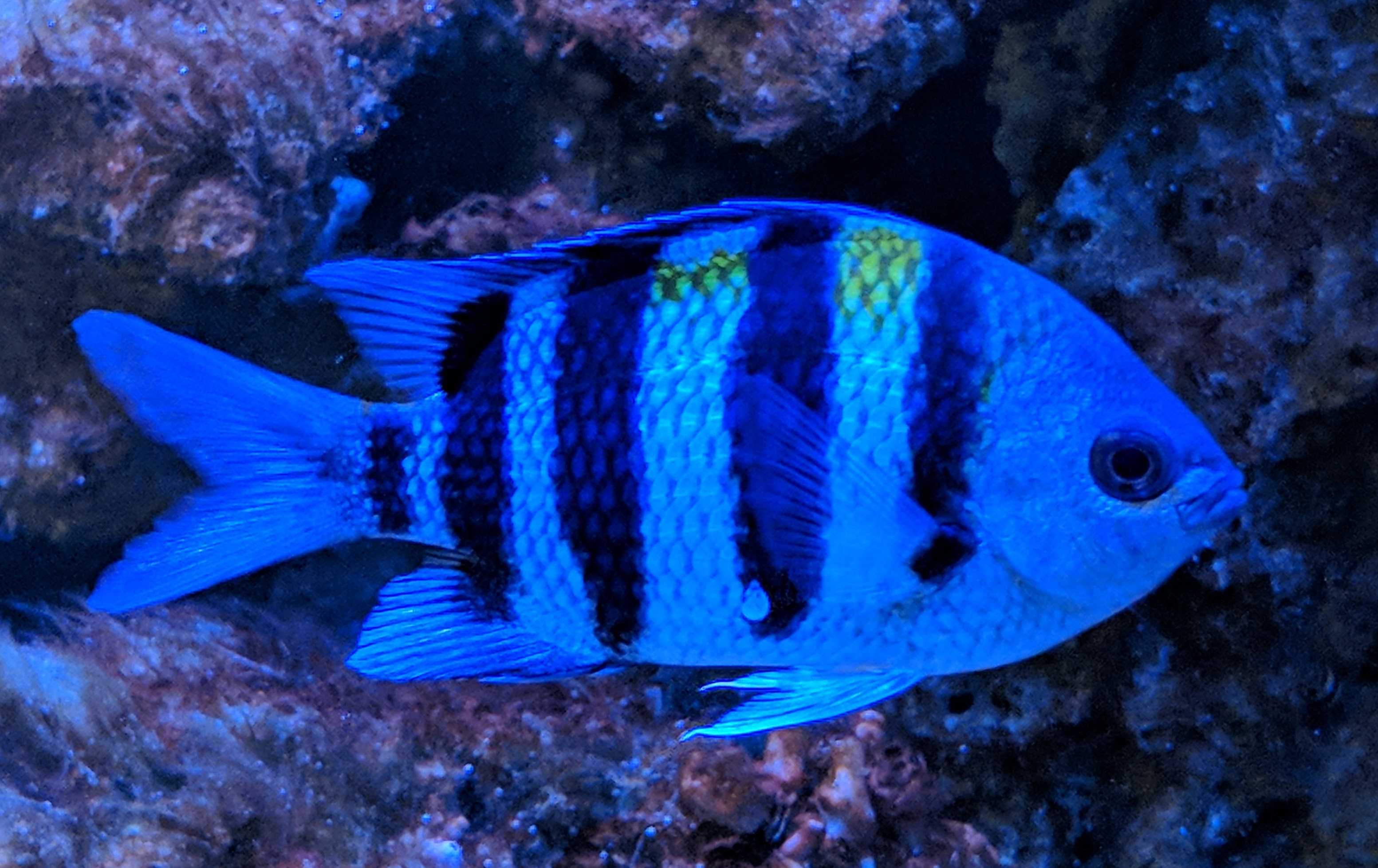 Sergeant major (Abudefduf saxatilis)