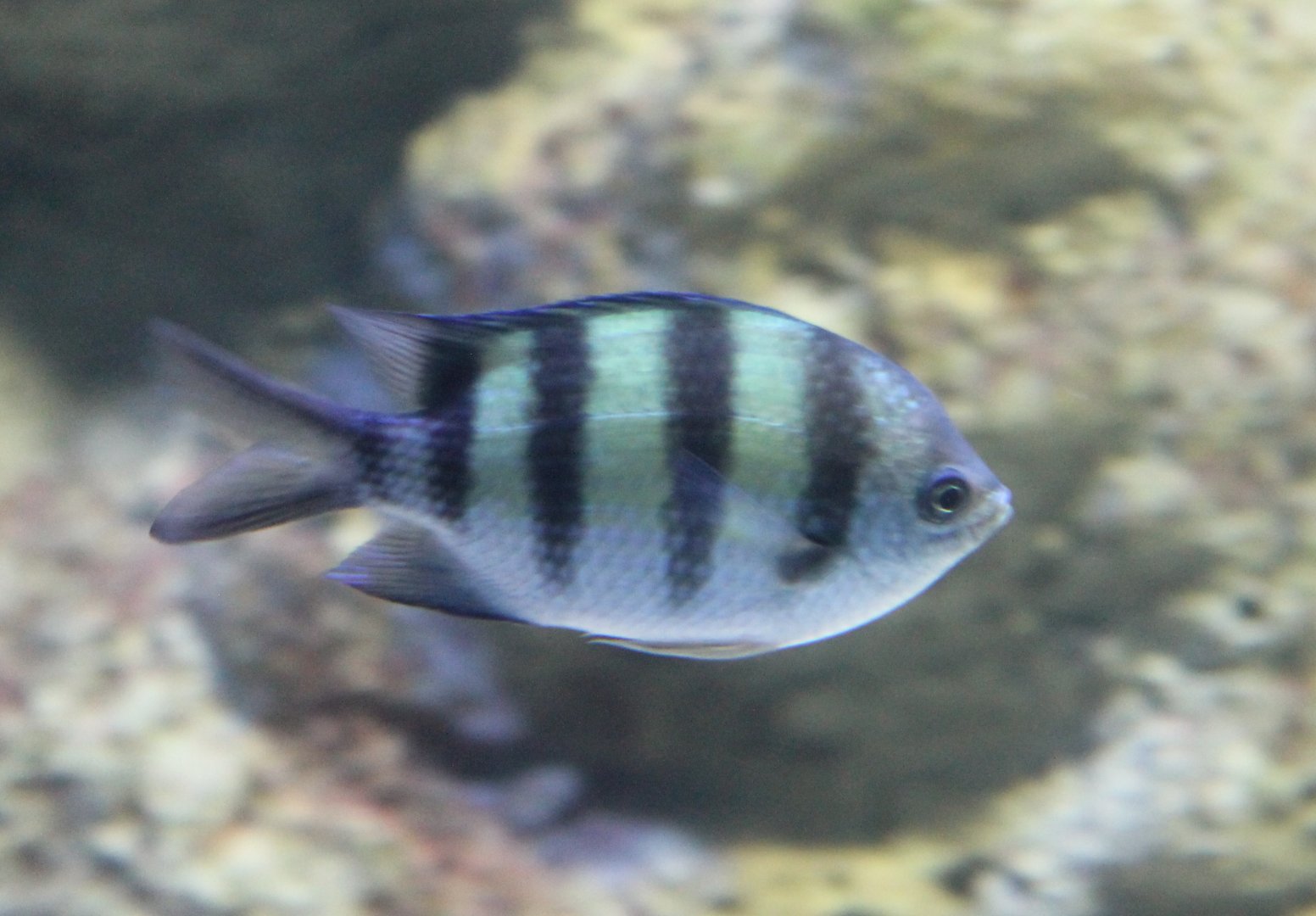 Sergeant major ( aka Pintano ) - Abudefduf saxatilis