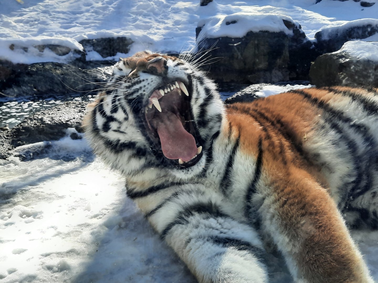 Sergei Showing His Teeth