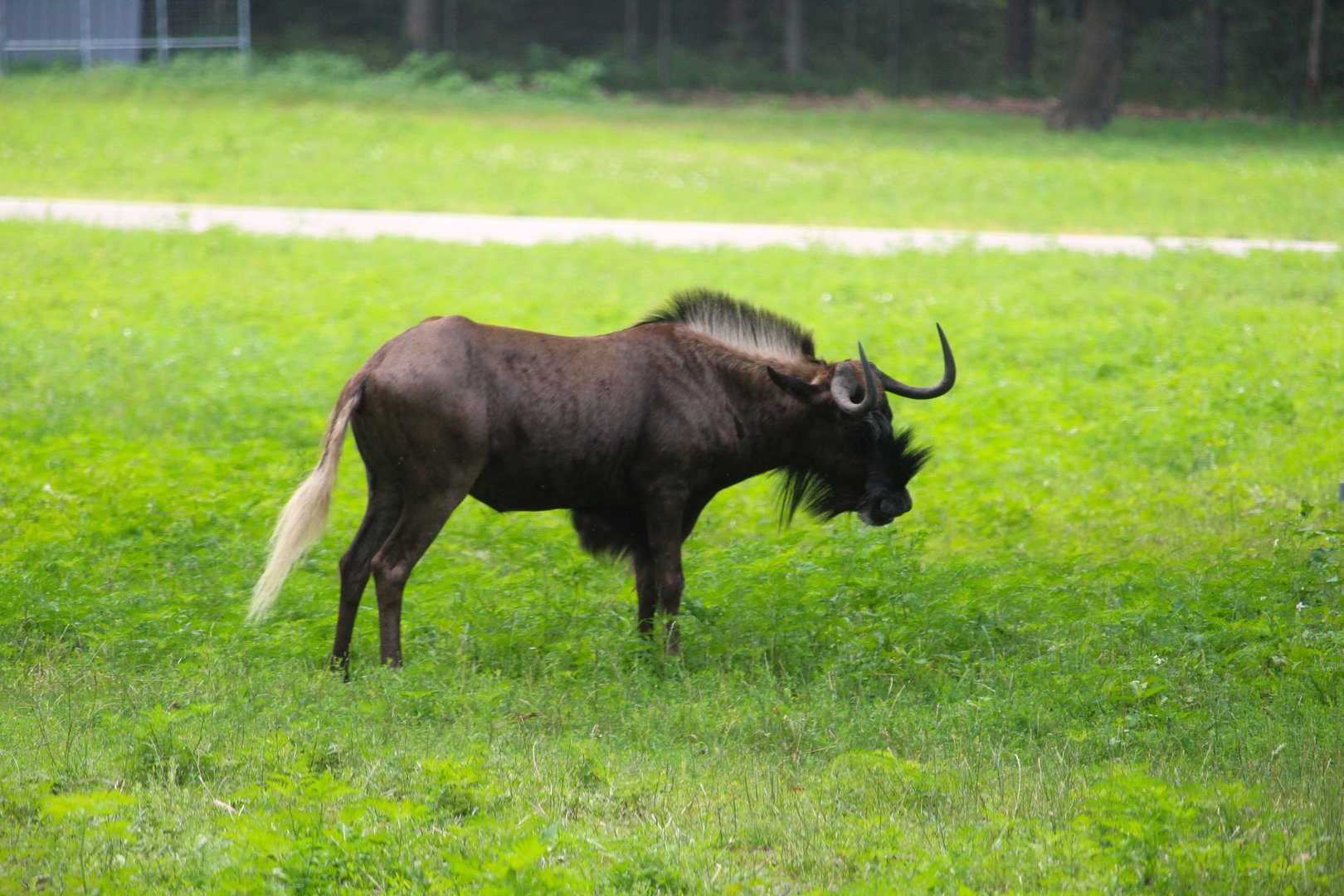 Sergengeti Grasslands - Black Wildebeest