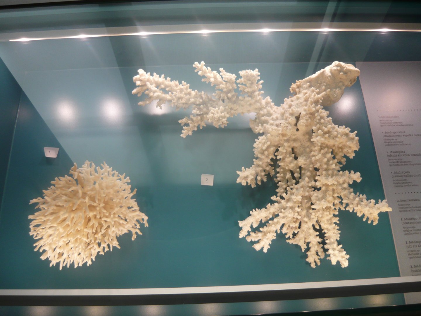 Seriatopora sp. and Acropora sp.