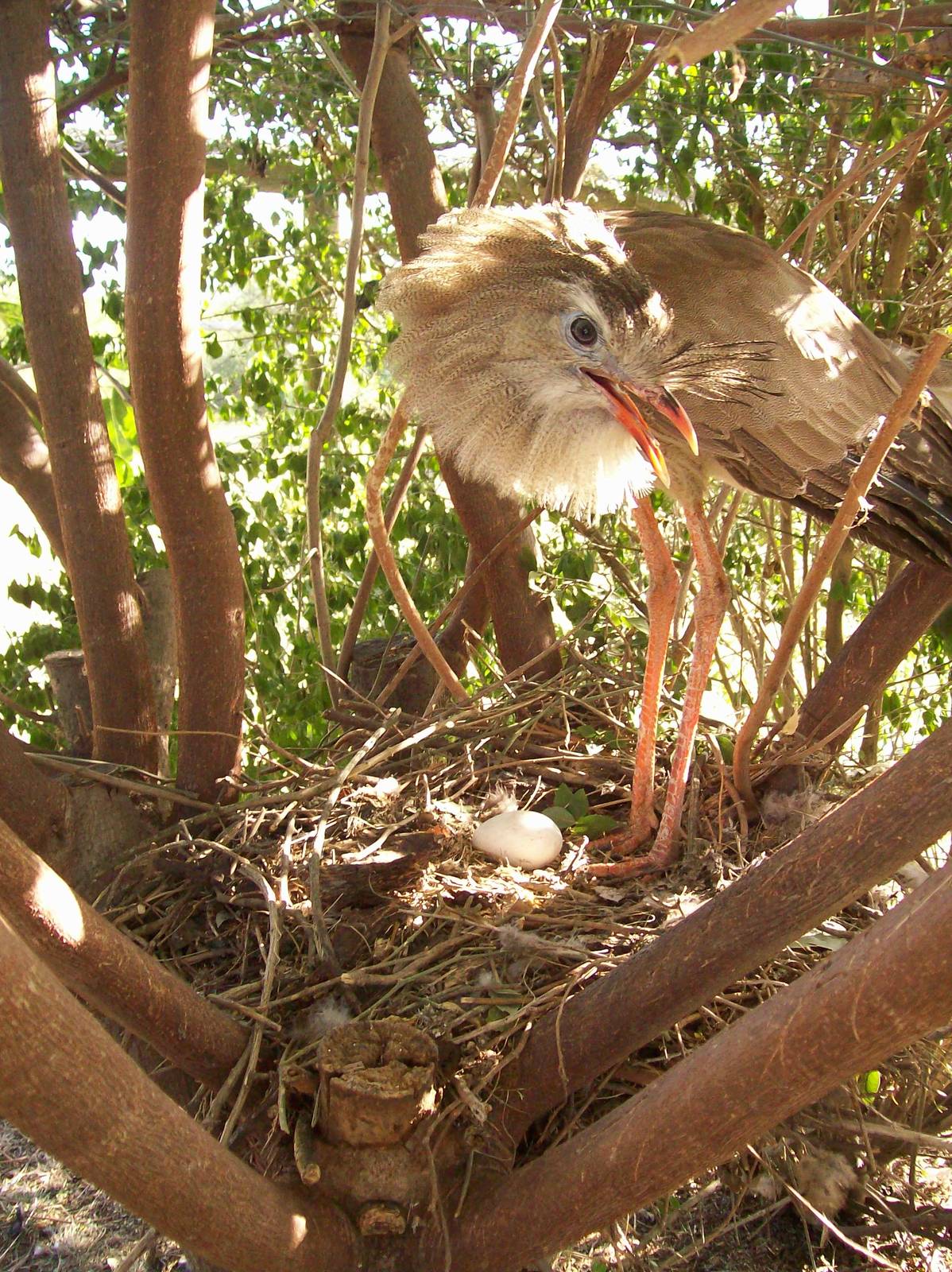 Seriema (Cariama cristata)