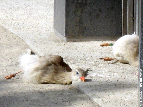 Seriemas at Zoo Vienna