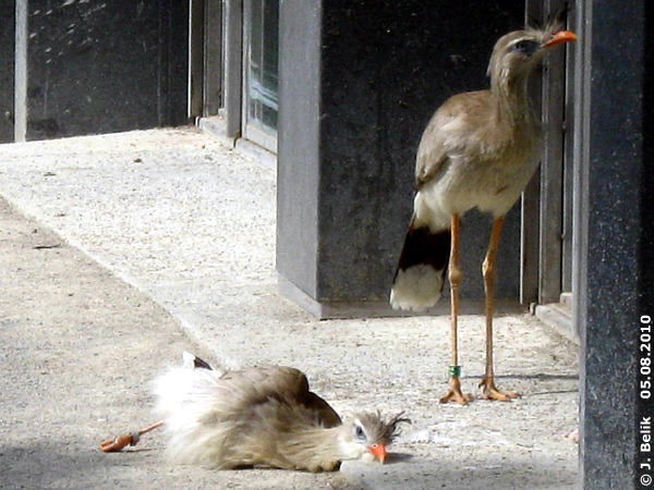 Seriemas at Zoo Vienna