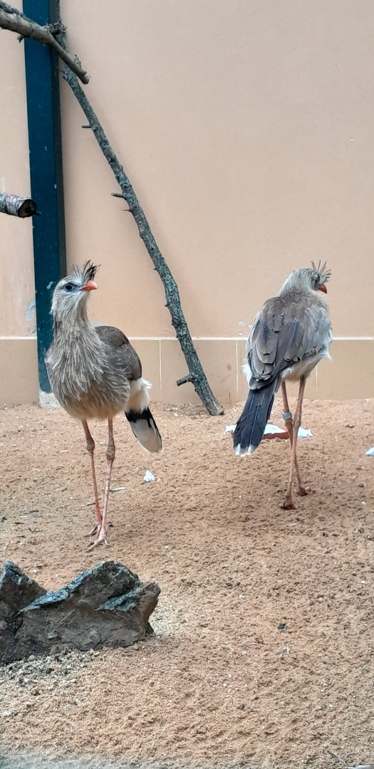 Seriemas (to be found next to hoofstock house)