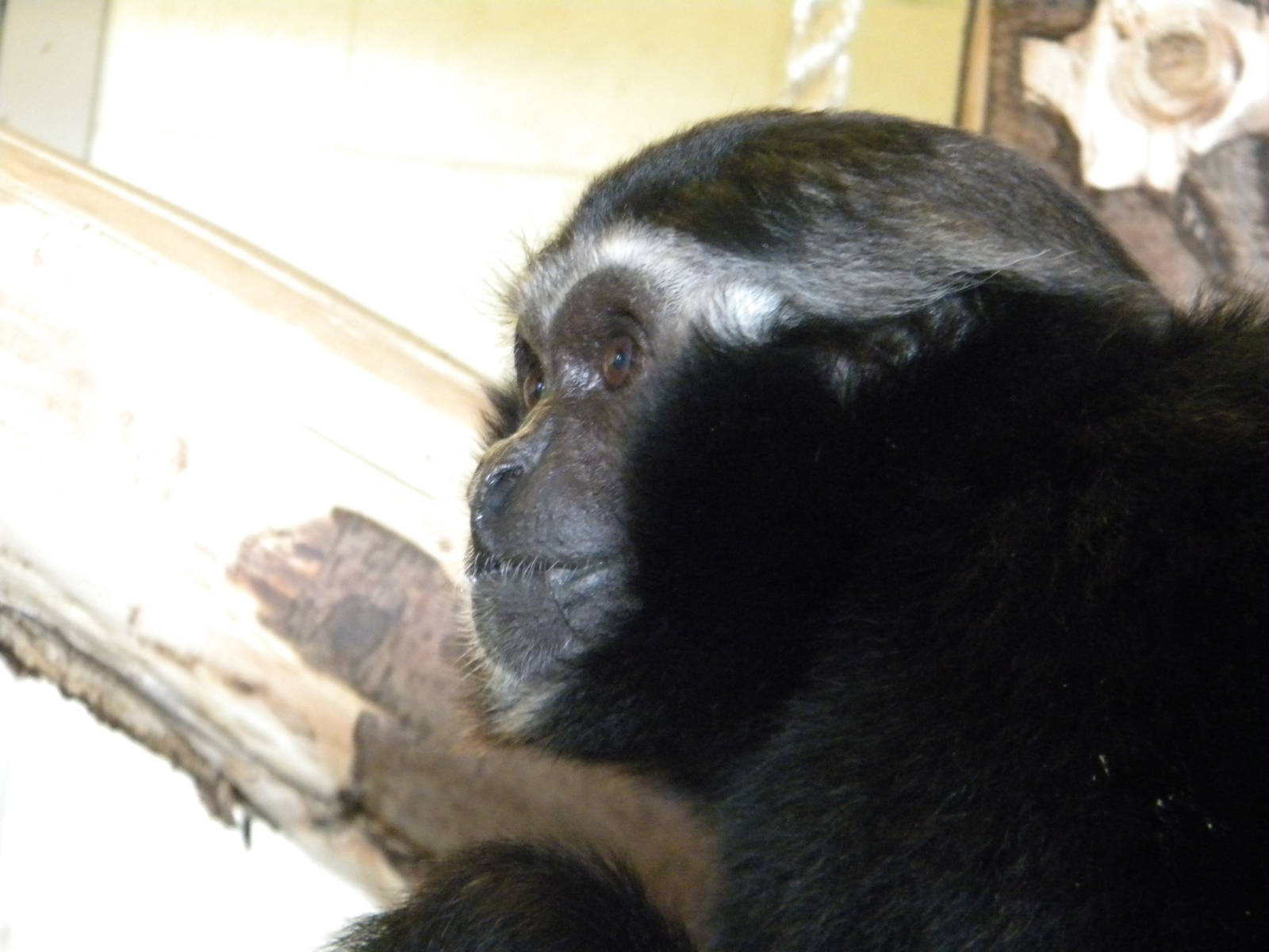 Seronimo the Pileated Gibbon at Blackpool Zoo 6th March 2011