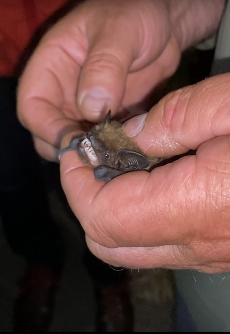 Serotine (Eptesicus serotinus)