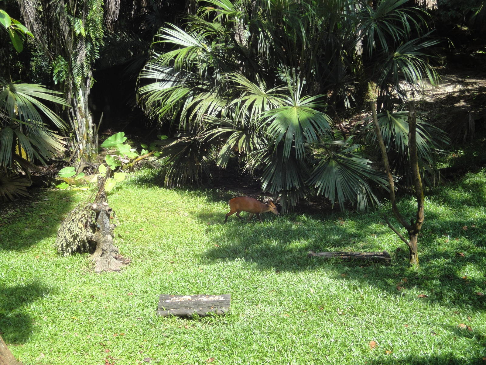 Serow/Barking Deer Enclosure