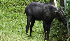 Serow - Capricornis sumatraensis - Melaka Zoo - 2009