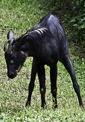 Serow - Capricornis sumatraensis - Melaka Zoo - 2009