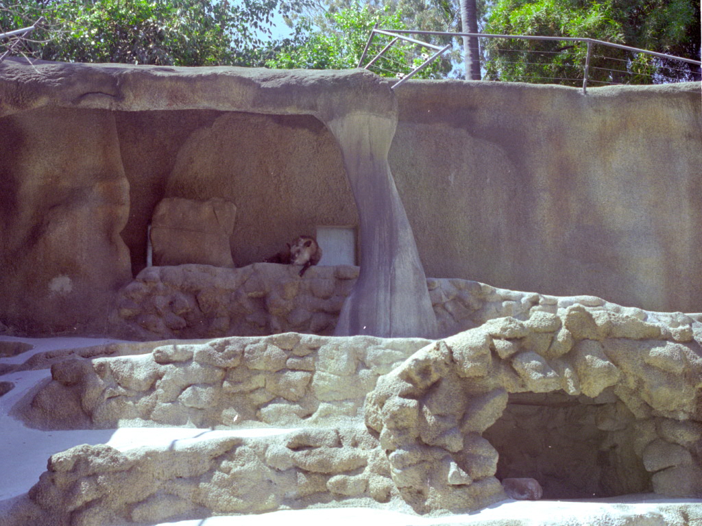 Serow enclosure at San Diego Zoo 1998